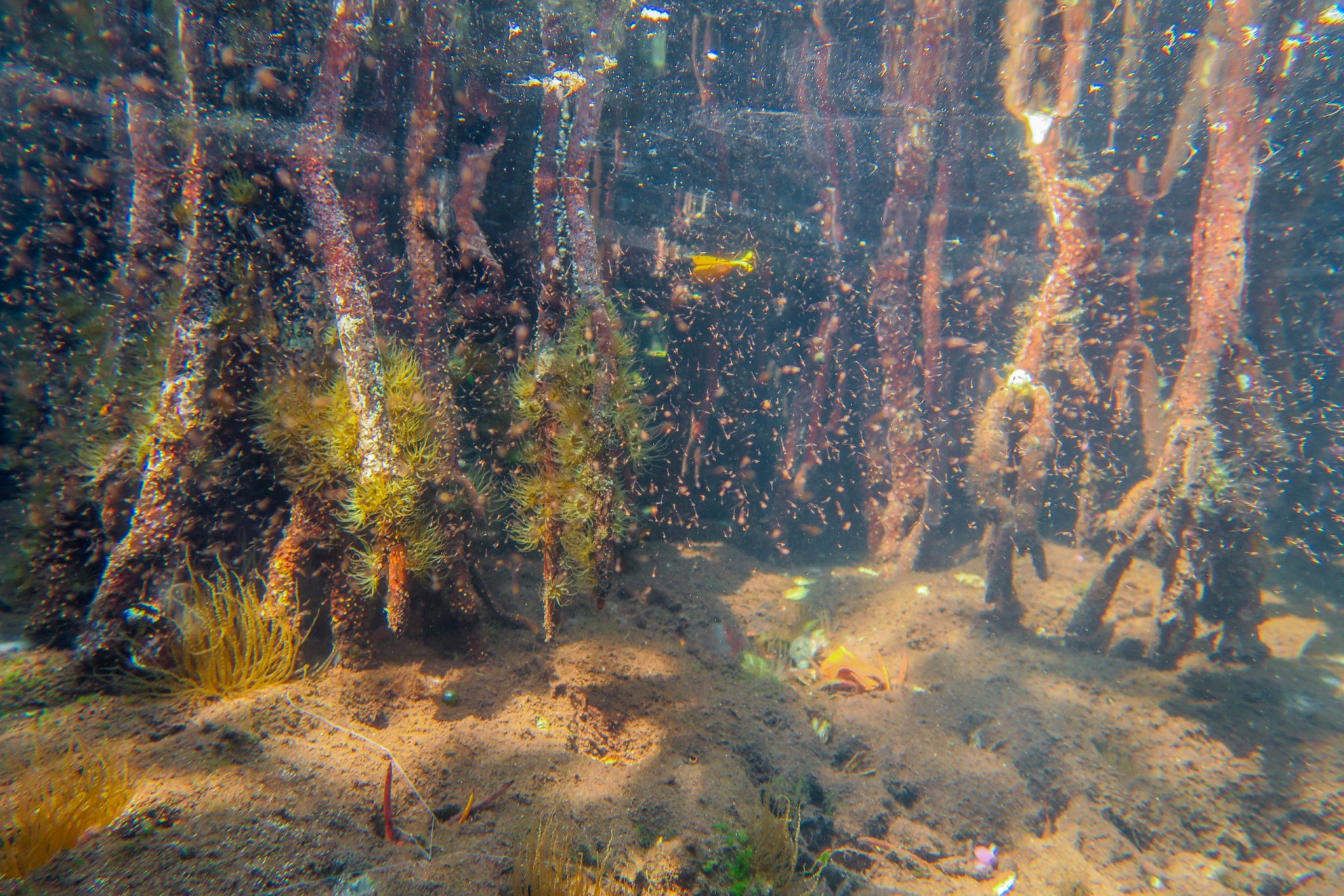 Smithsonian Tropical Research Institute