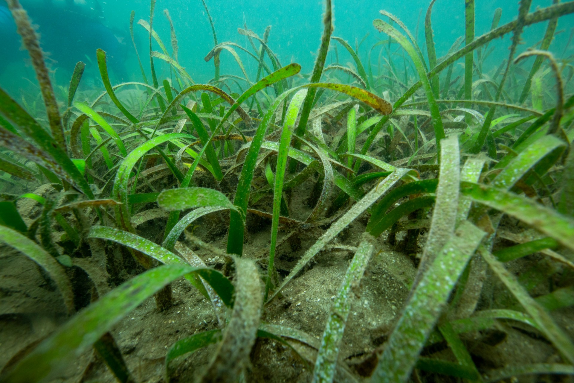 Constant change drives local ecosystems