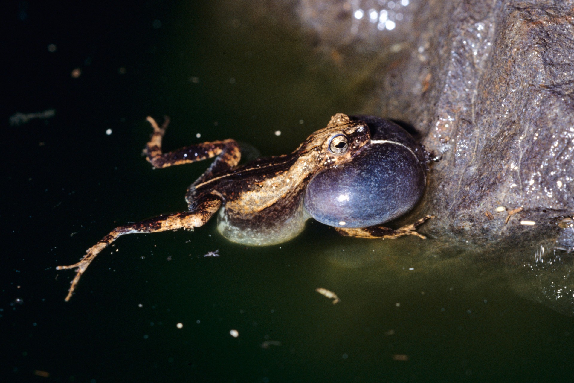 Frog leap sex position