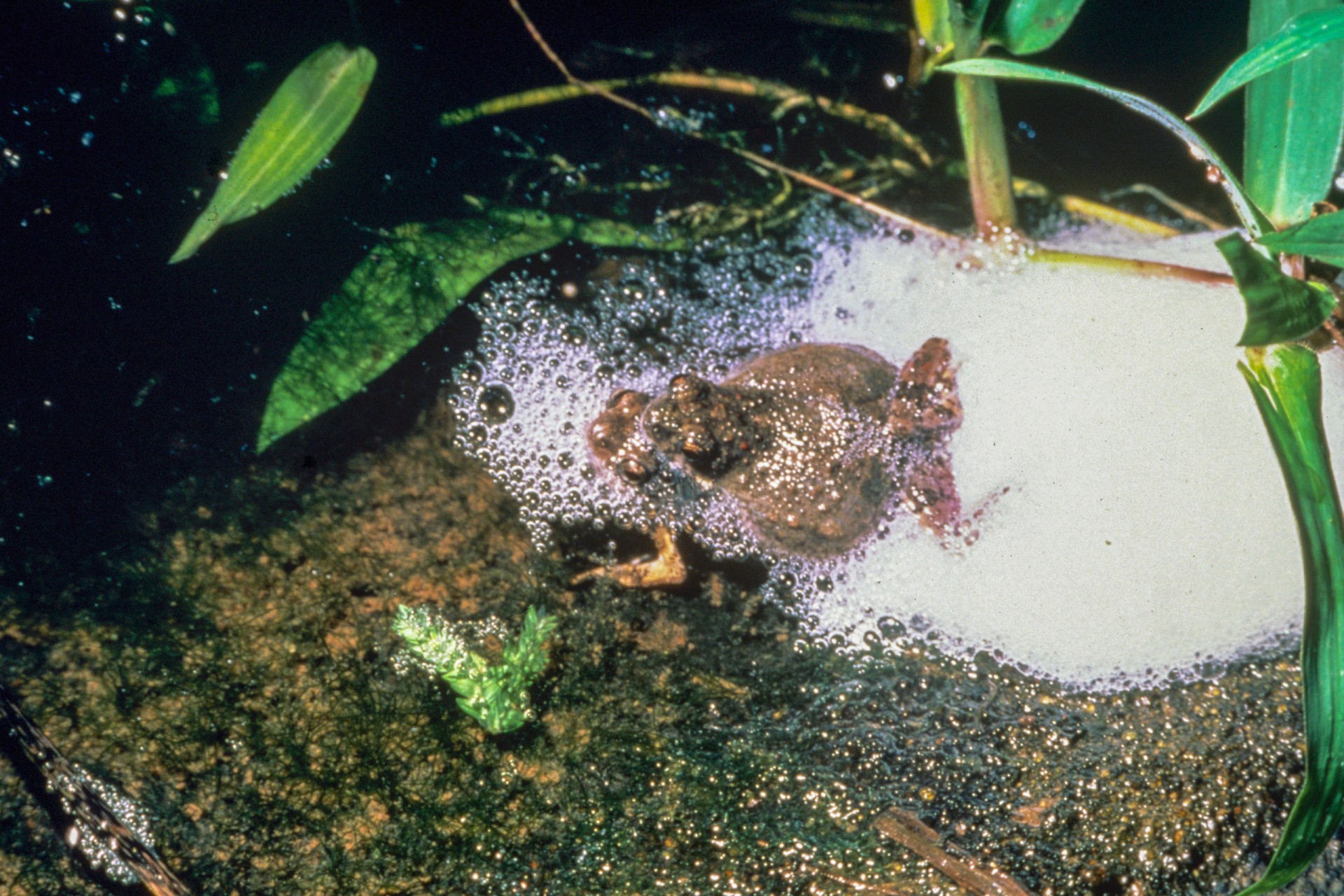 Frog Sex in the City