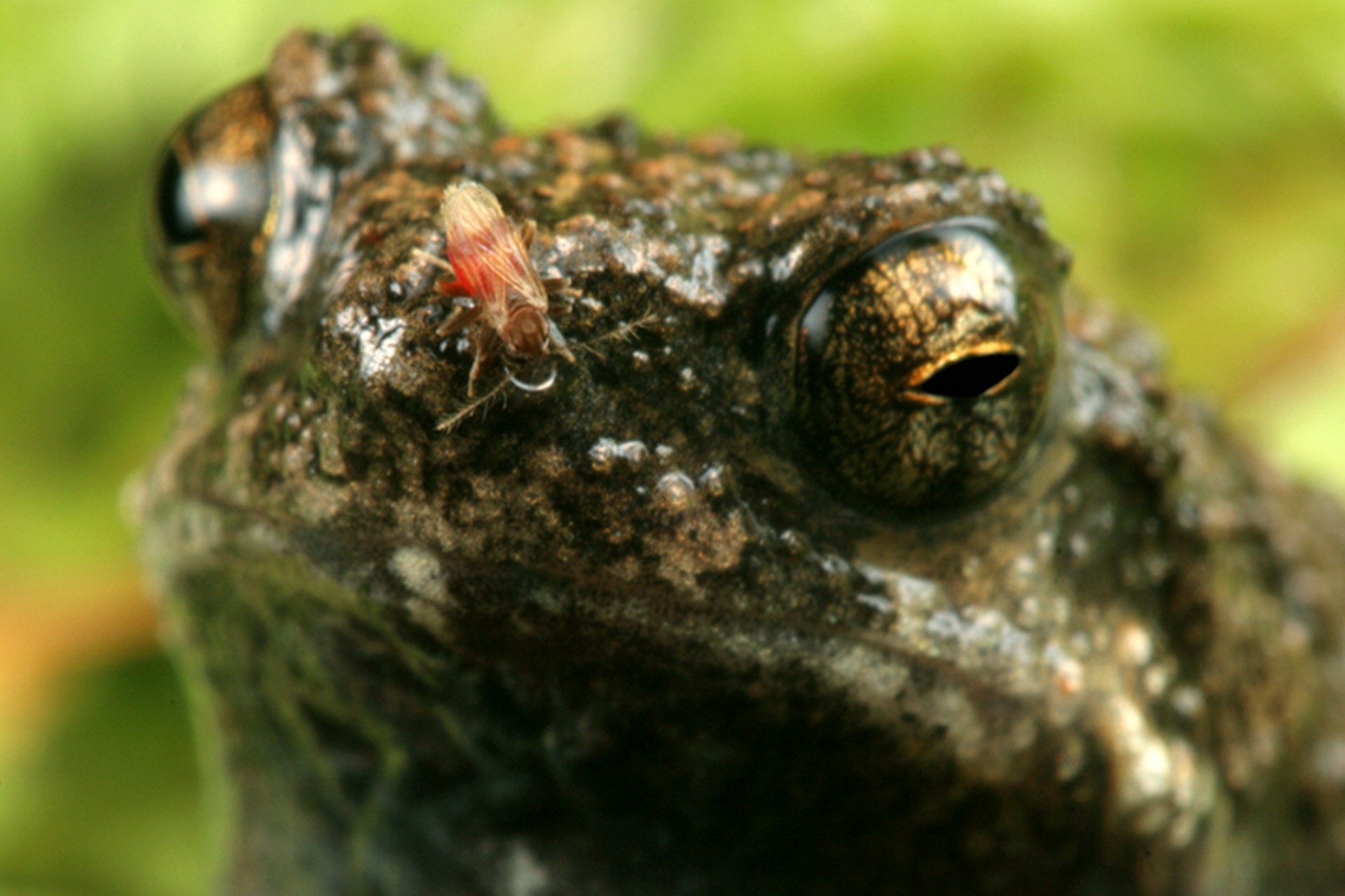 Frog Sex in the City
