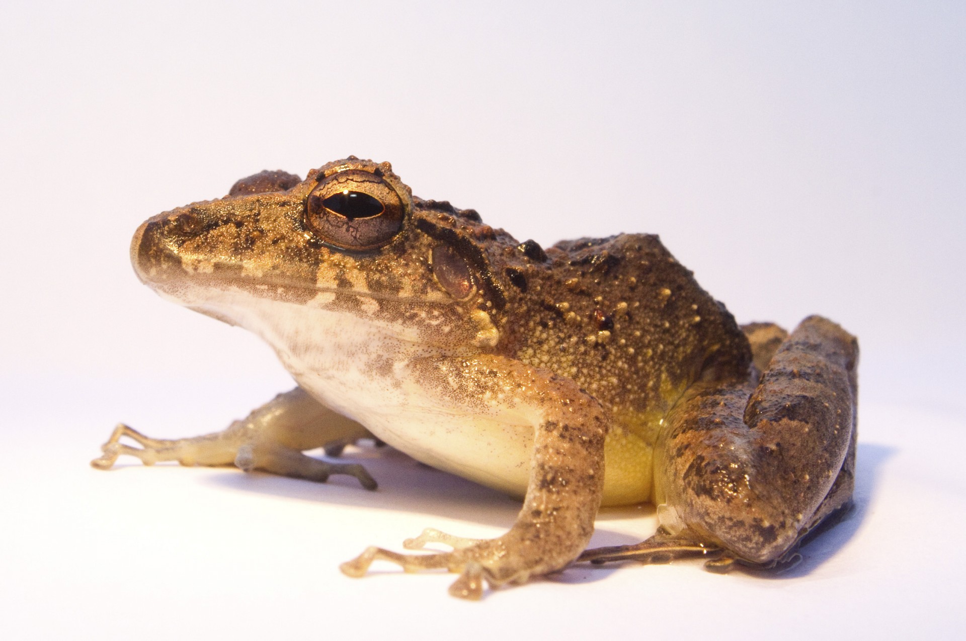 Amphibian pharmaceuticals