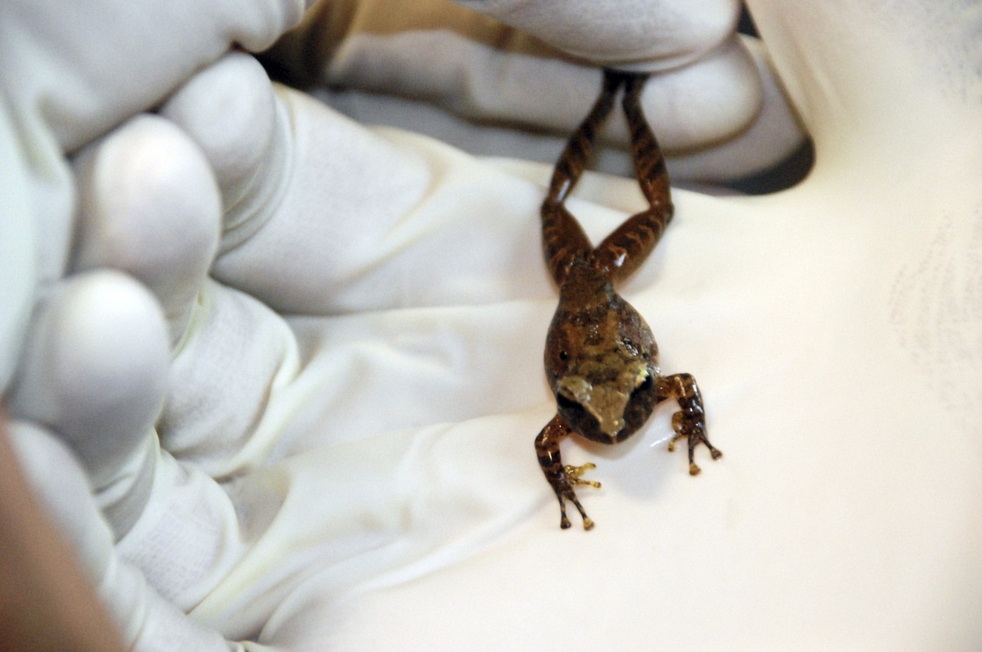 Amphibian pharmaceuticals