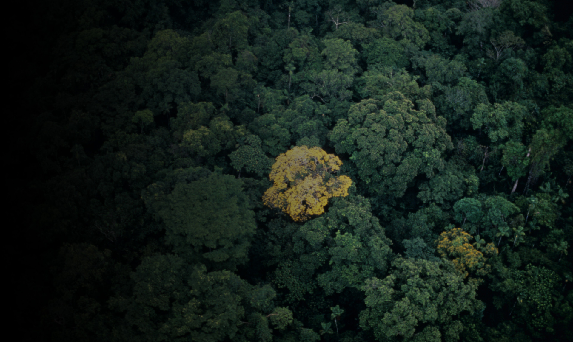 Soberanía National Park was established to protect 54,000 acres (220 square kilometers) of forest on the east bank of the Panama Canal