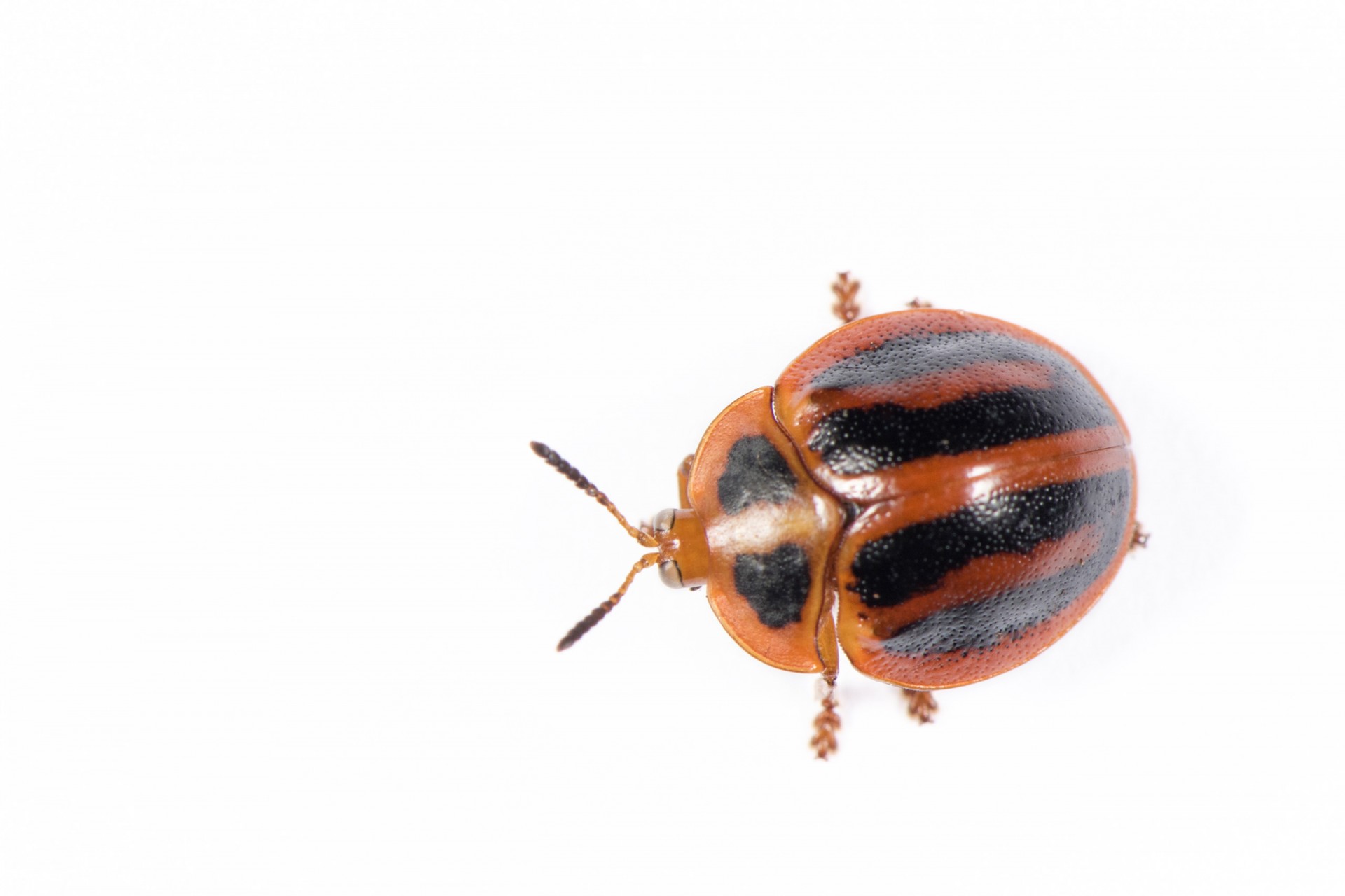 Mysteries of a golden beetle