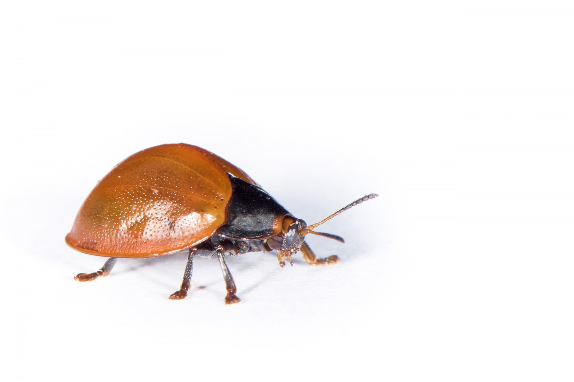 Mysteries of a golden beetle