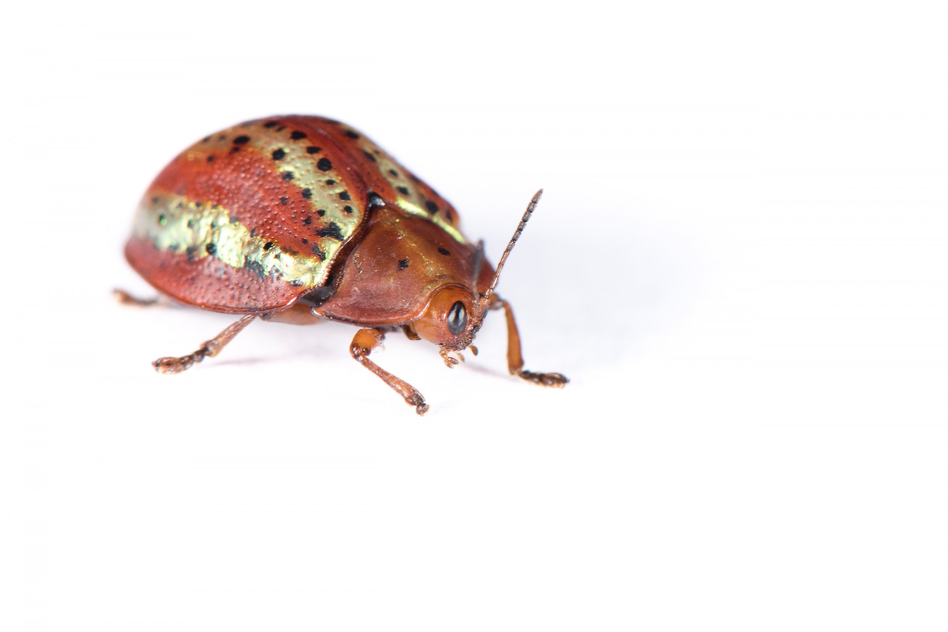 Mysteries of a golden beetle