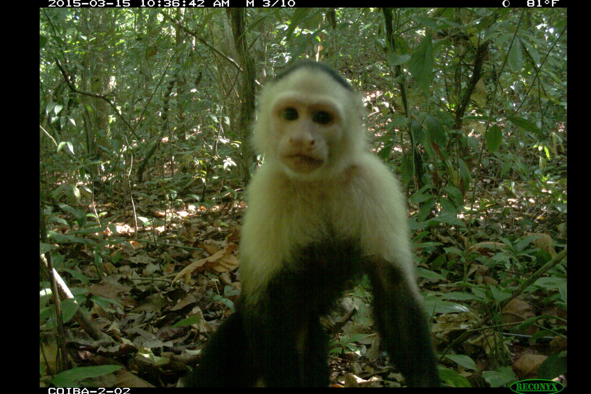 Smithsonian Tropical Research Institute