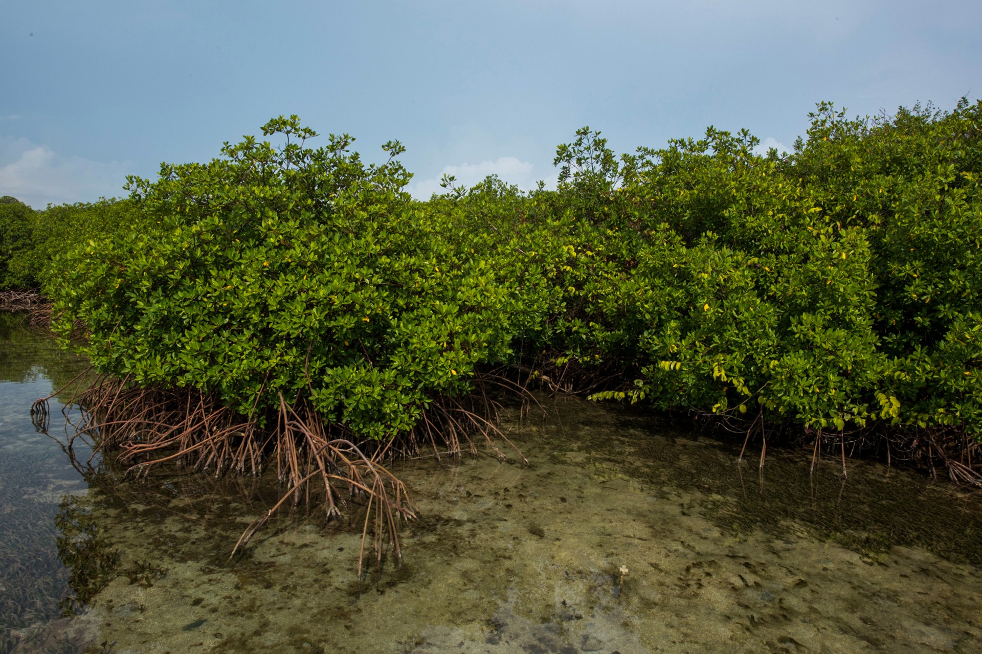 Habitat symbiosis slideshow