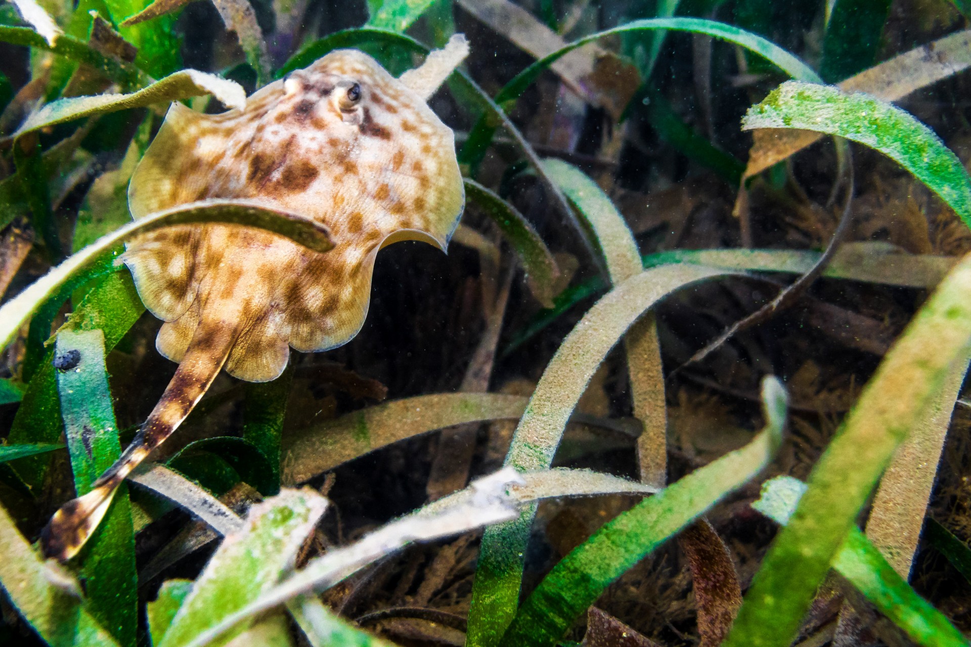 Habitat symbiosis slideshow