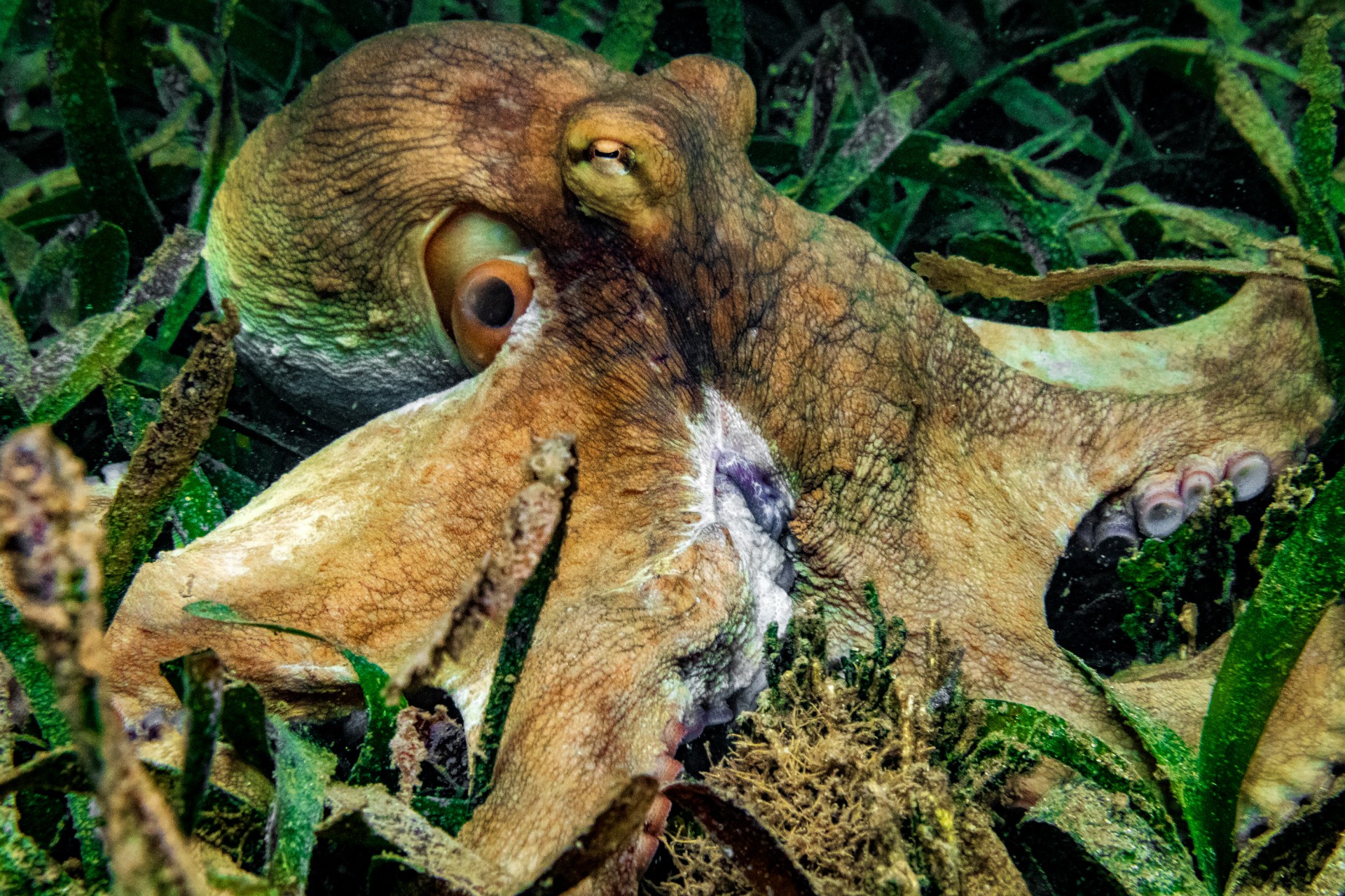 Habitat symbiosis slideshow