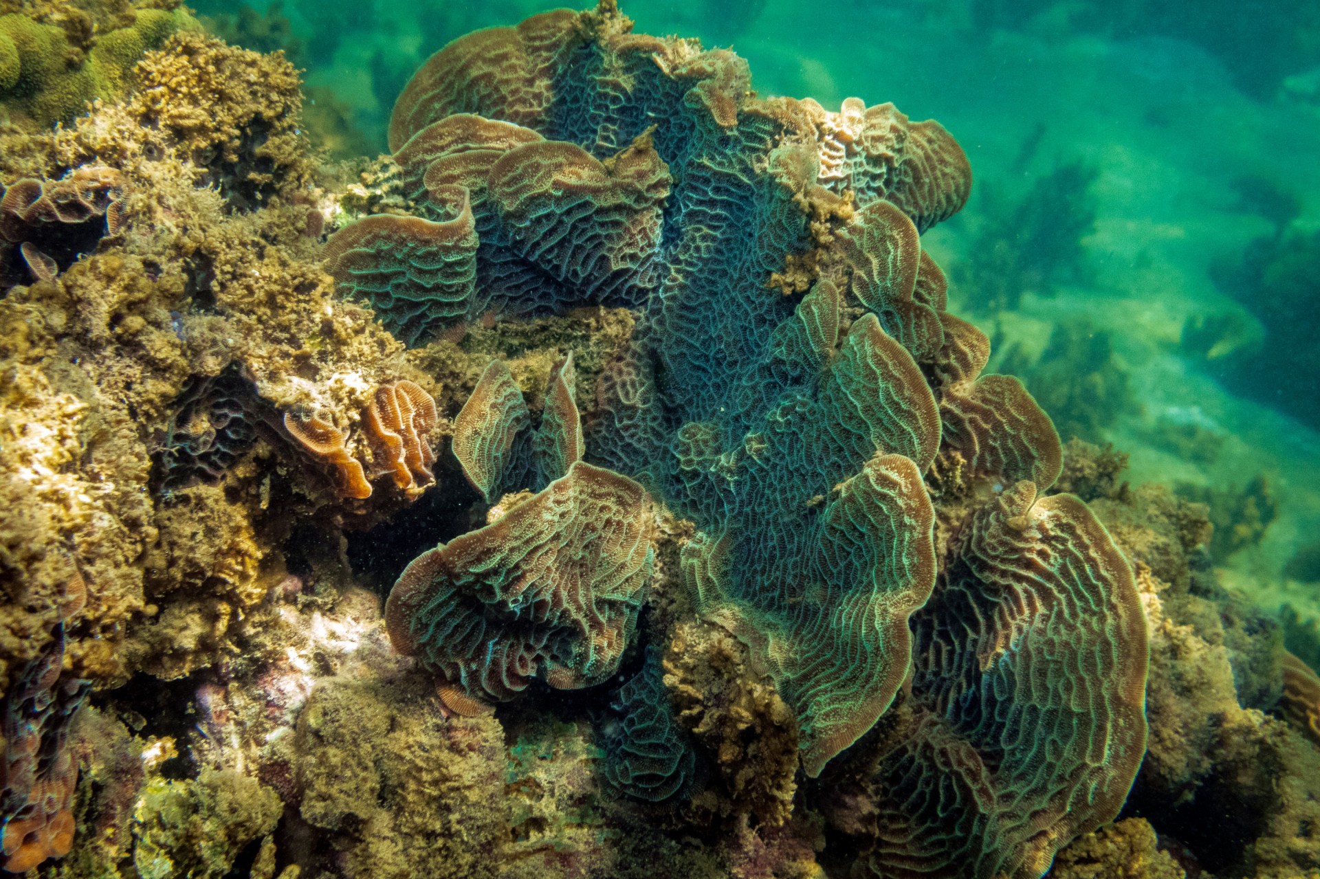 Habitat symbiosis slideshow