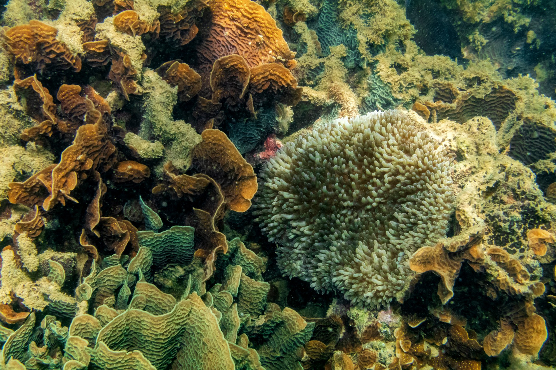 Habitat symbiosis slideshow