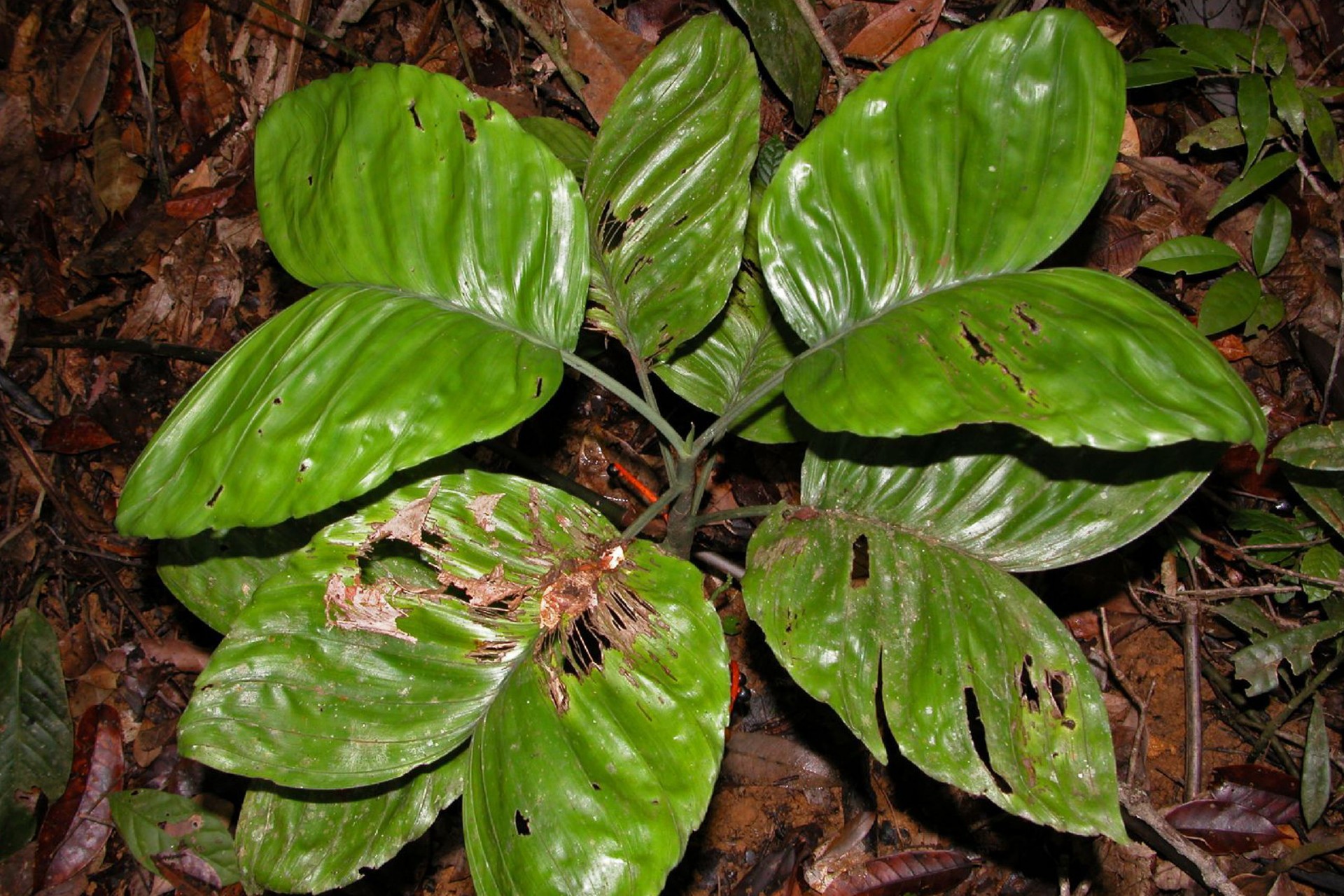 Herbarium of the University of Panama
