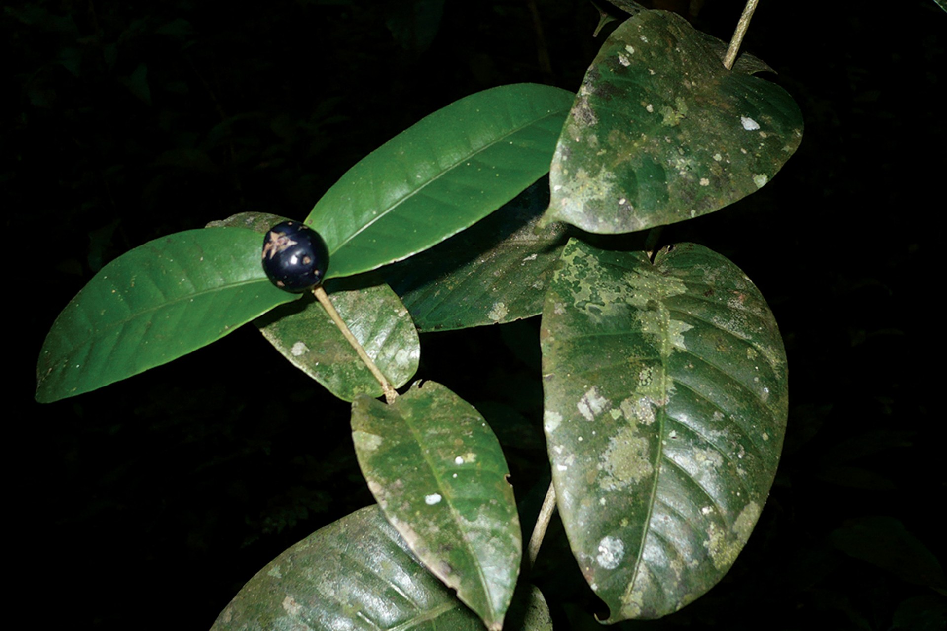 Herbarium of the University of Panama