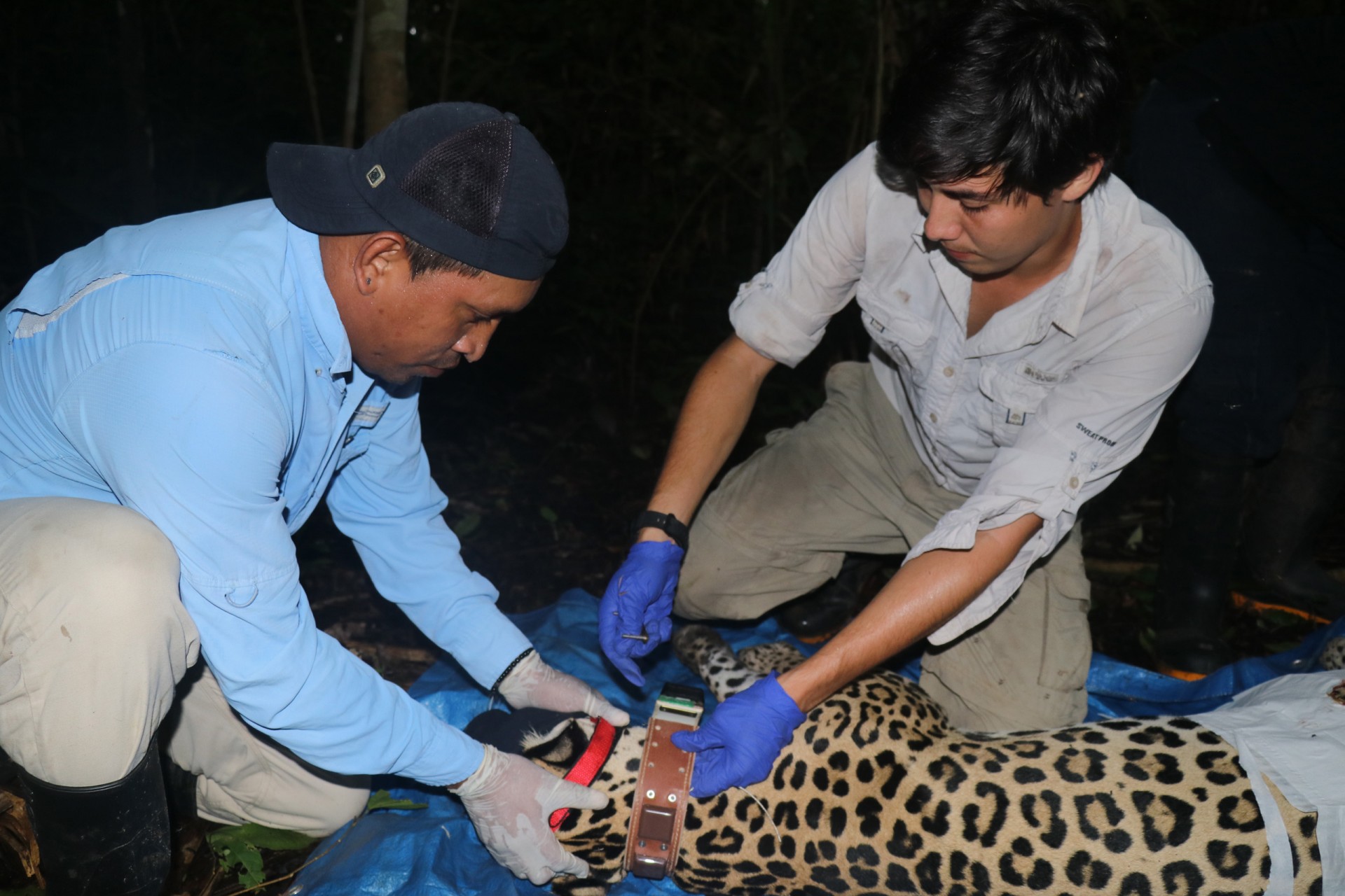 First Jaguar in Panama Fitted with GPS Transmitter 