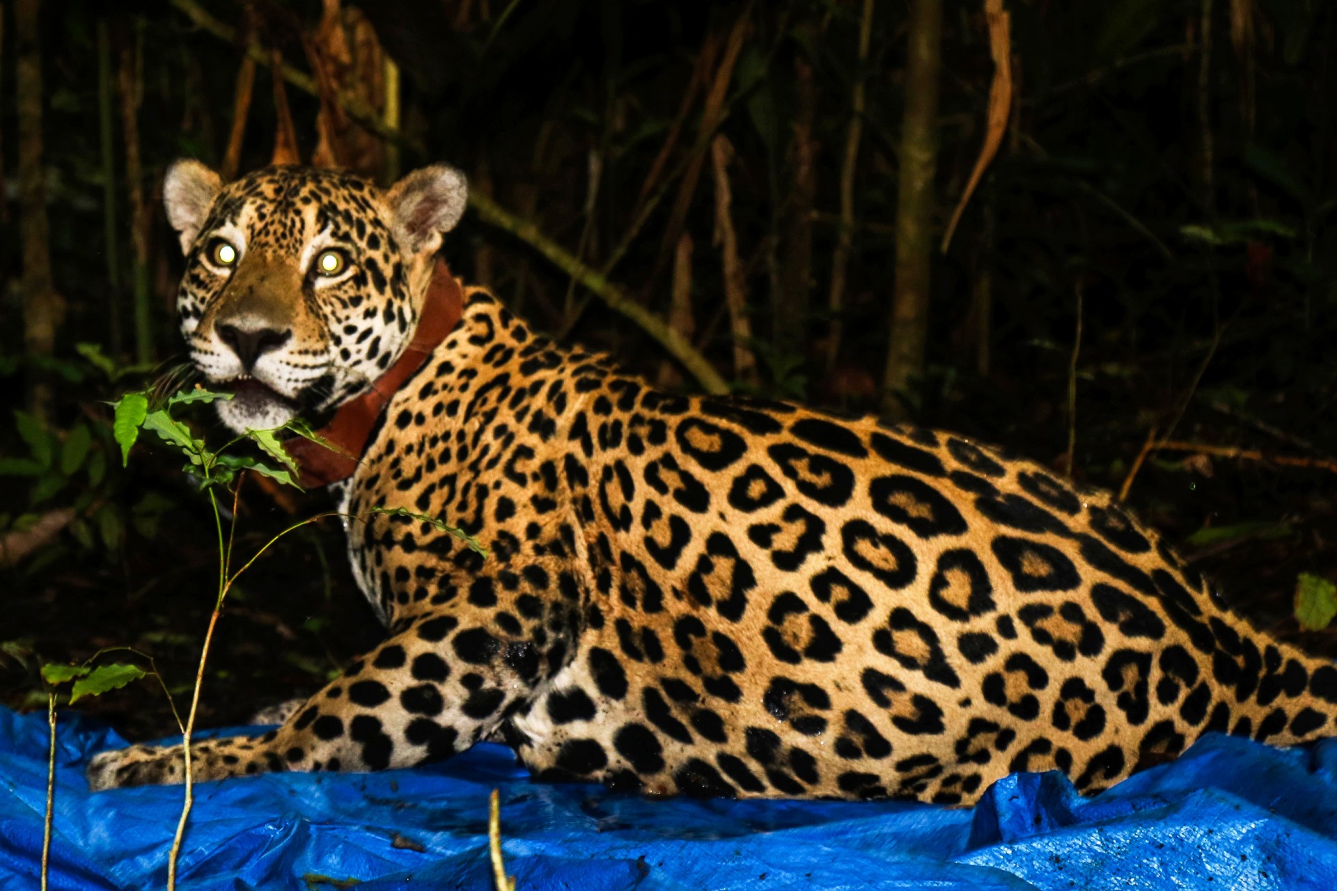 First Jaguar in Panama Fitted with GPS Transmitter 