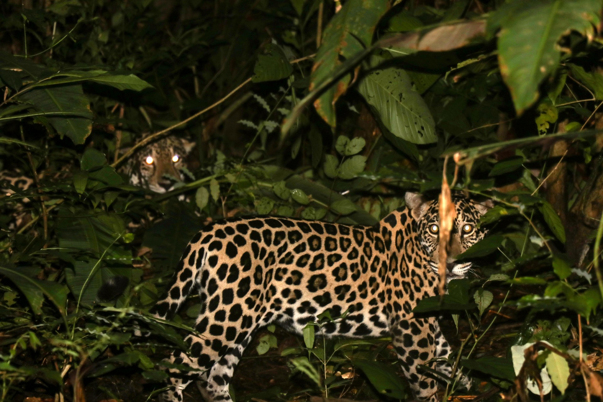 First Jaguar in Panama Fitted with GPS Transmitter 