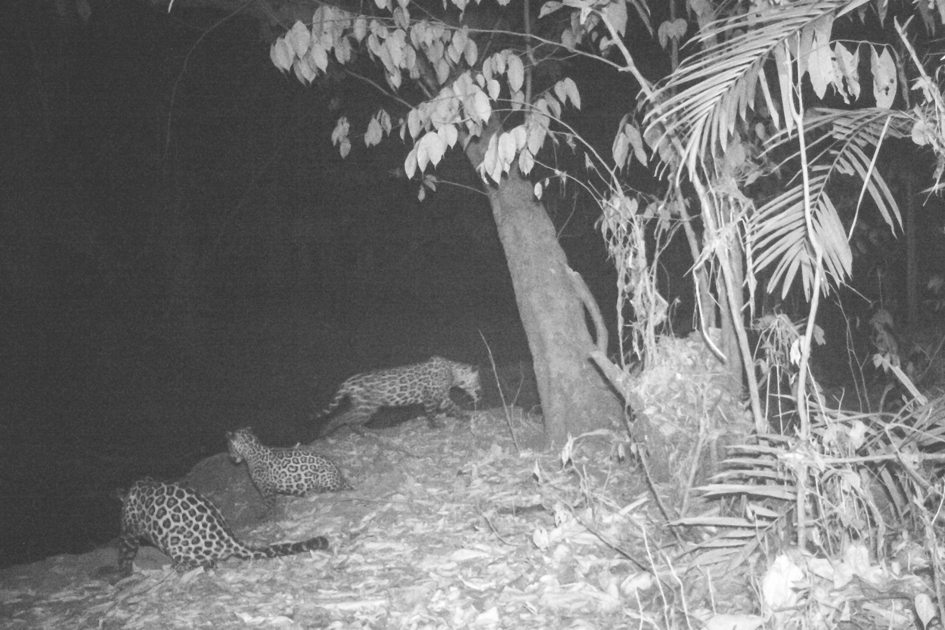 First Jaguar in Panama Fitted with GPS Transmitter 