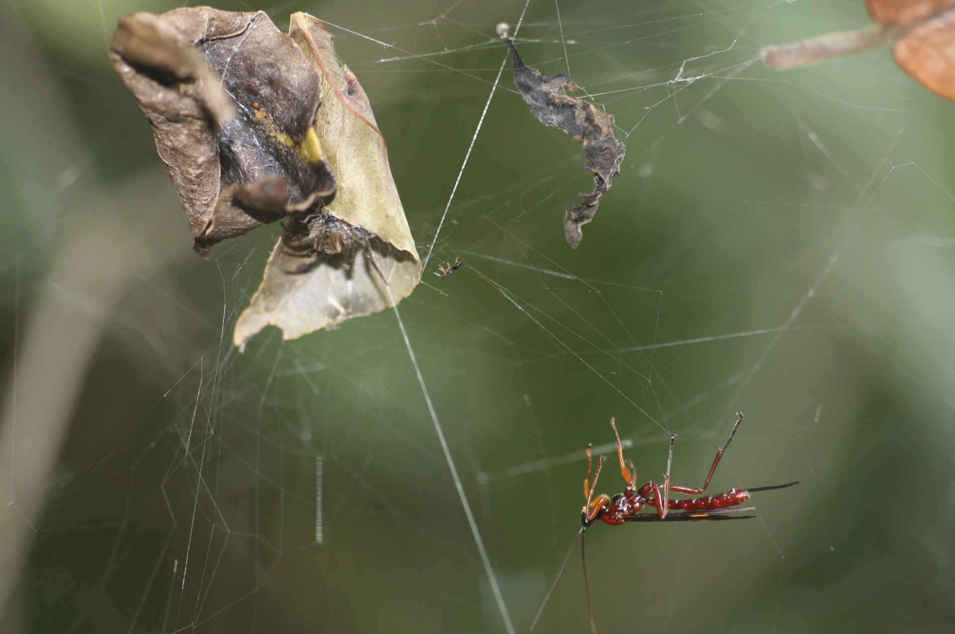 A wasp getting ready to attack a spider
