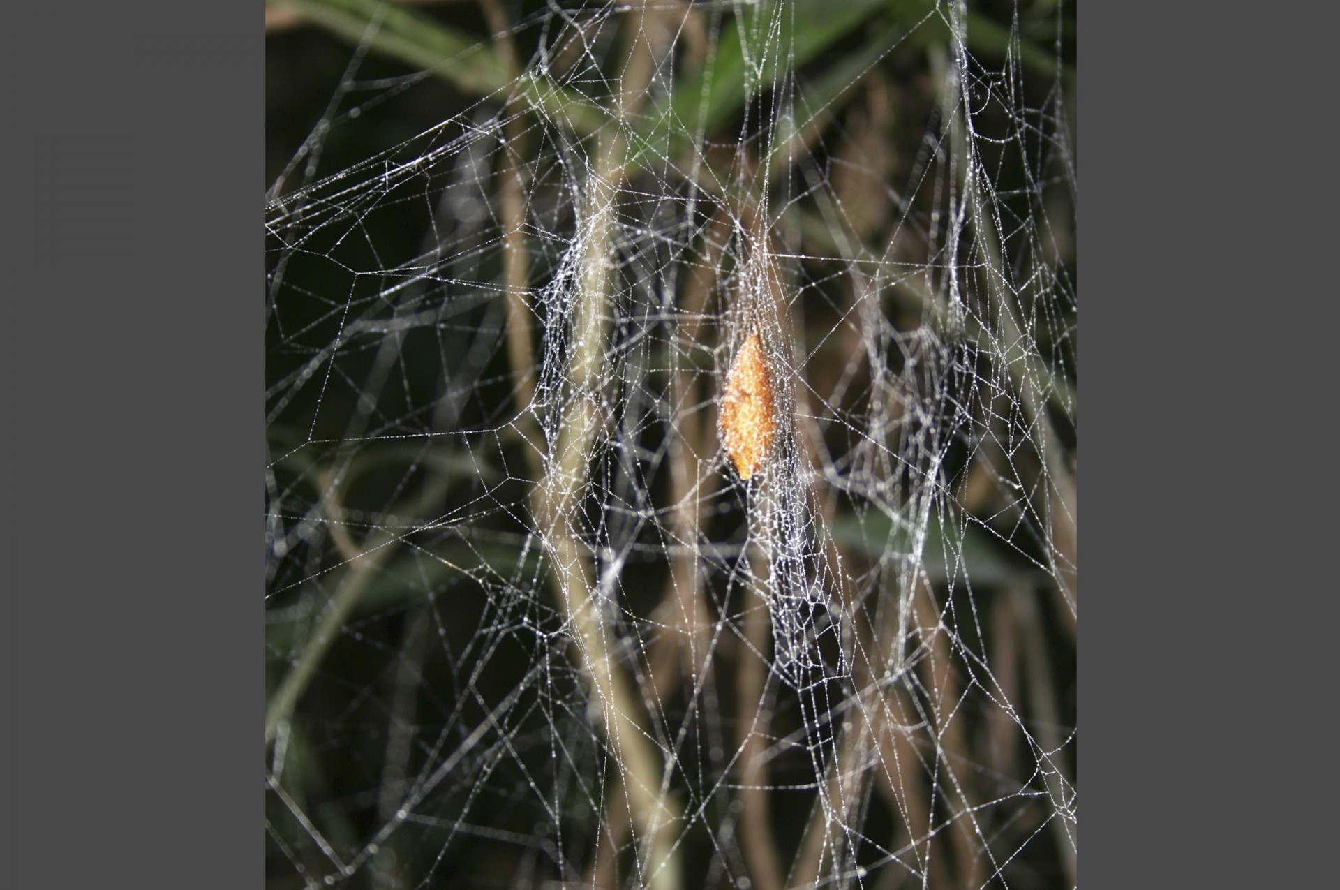After eating the spider, this wasp is now in its pupal stage and hangs from the spider’s molting web