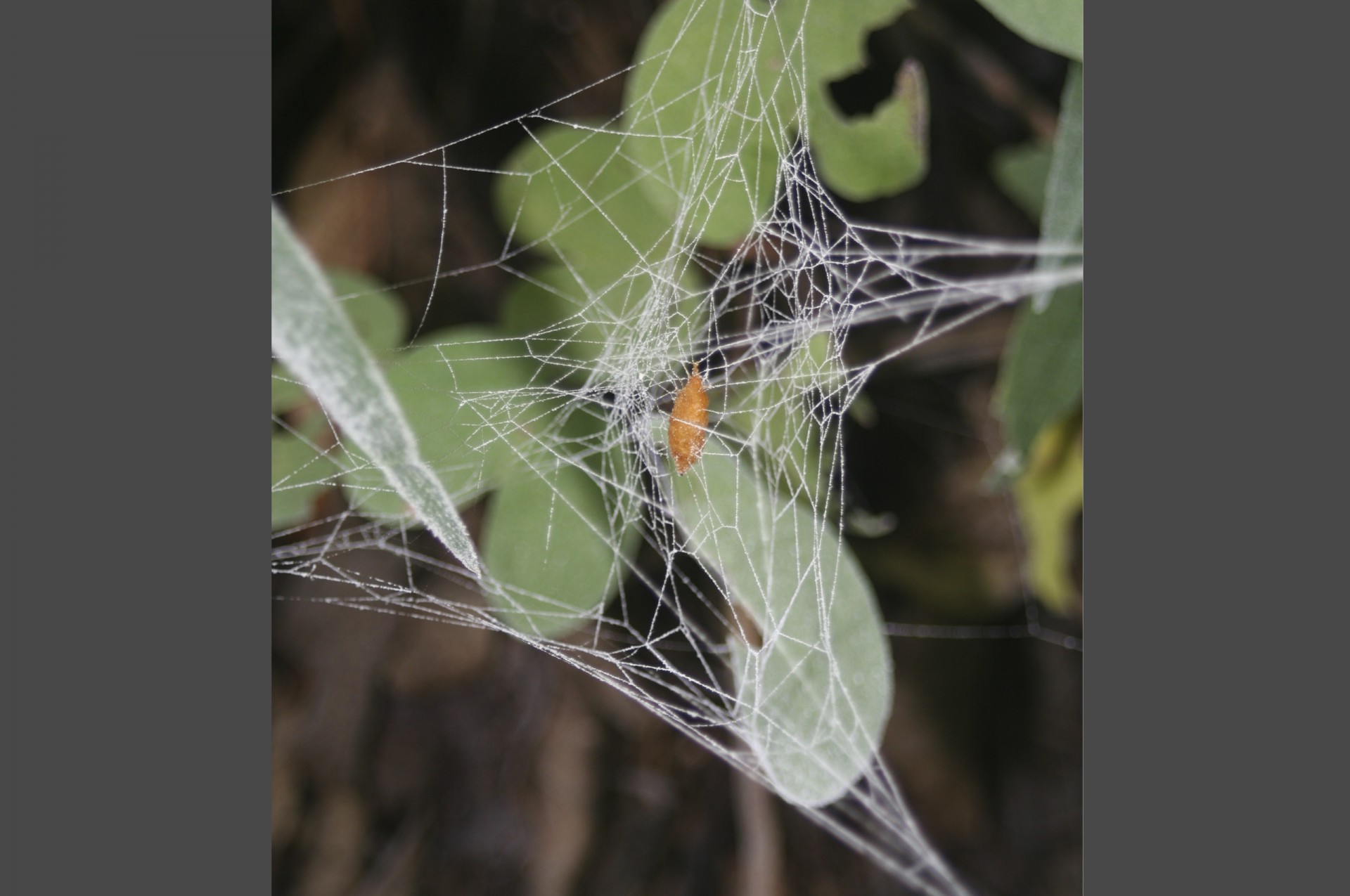 After eating the spider