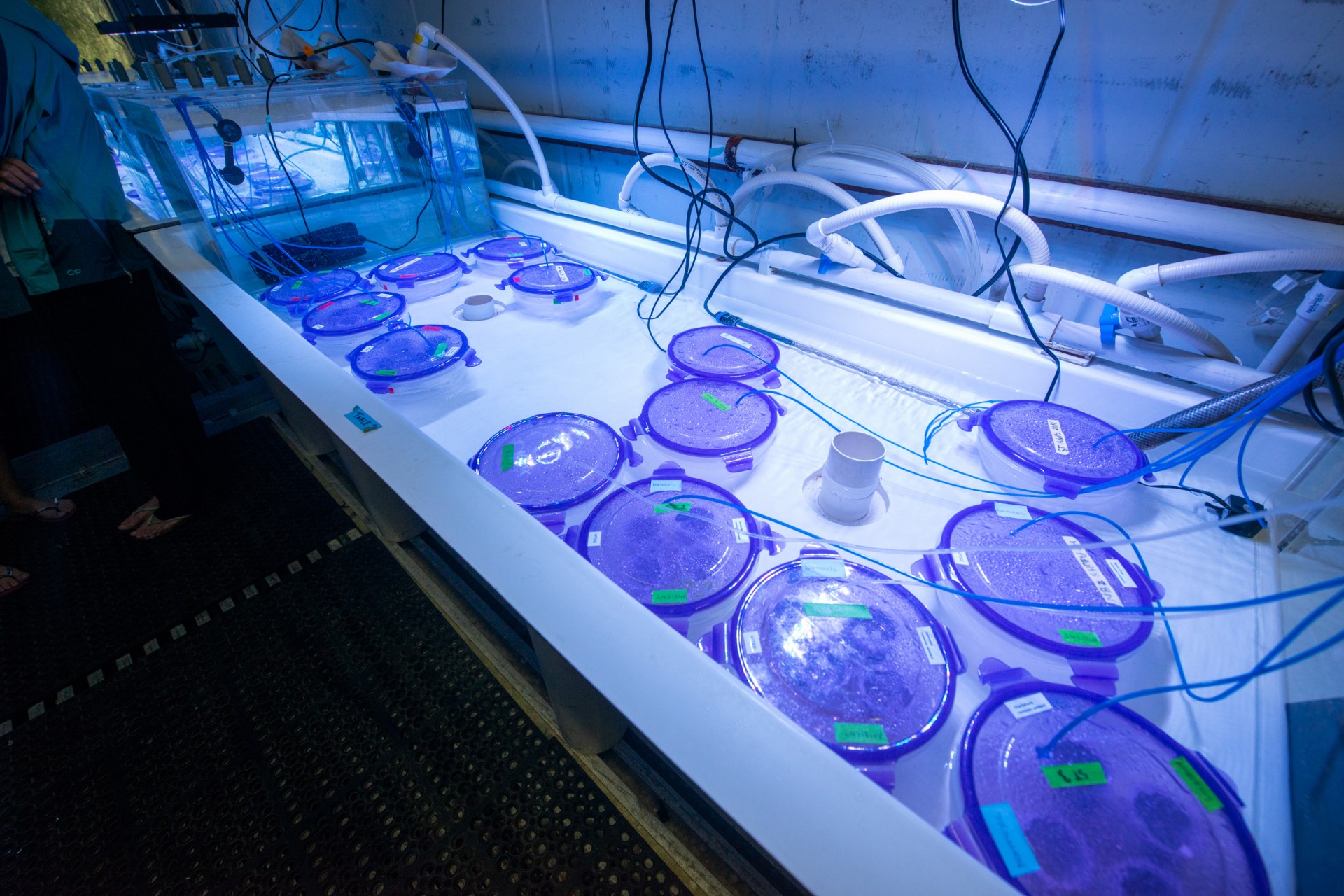 Noelle Lucey studies the adaptations of ostracods and sea urchins