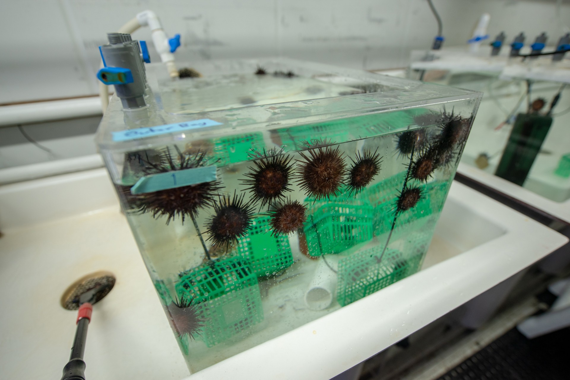 Noelle Lucey studies the adaptations of ostracods and sea urchins