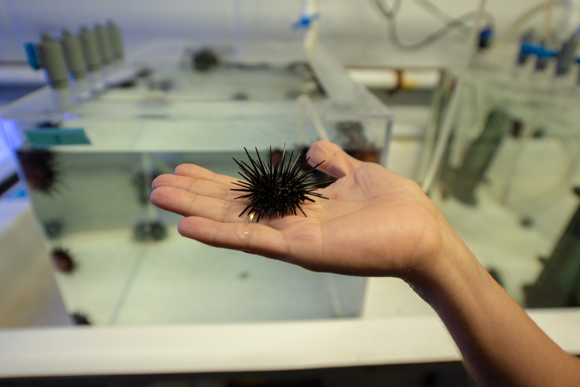 Noelle Lucey studies the adaptations of ostracods and sea urchins