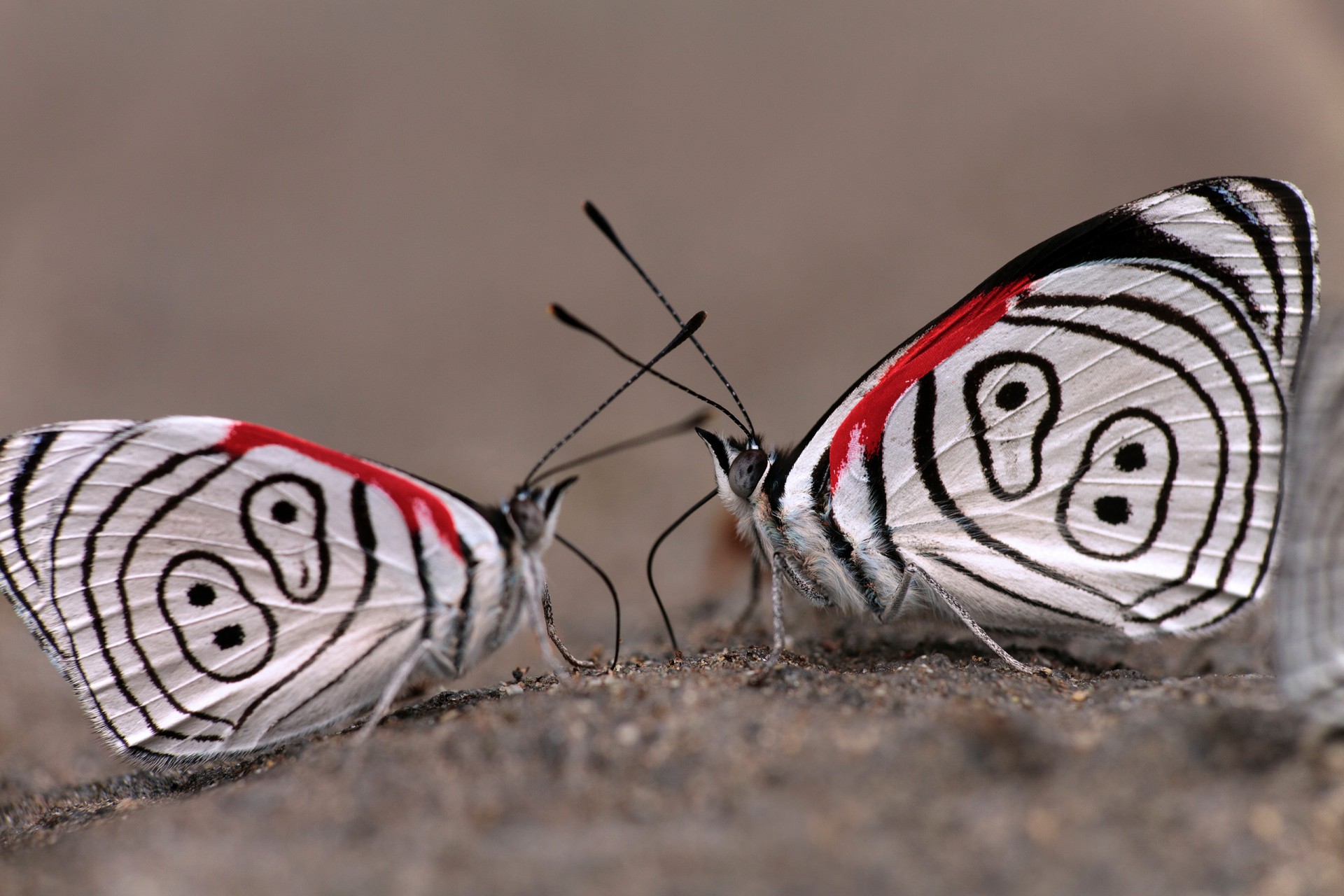 Insects Need Empathy
