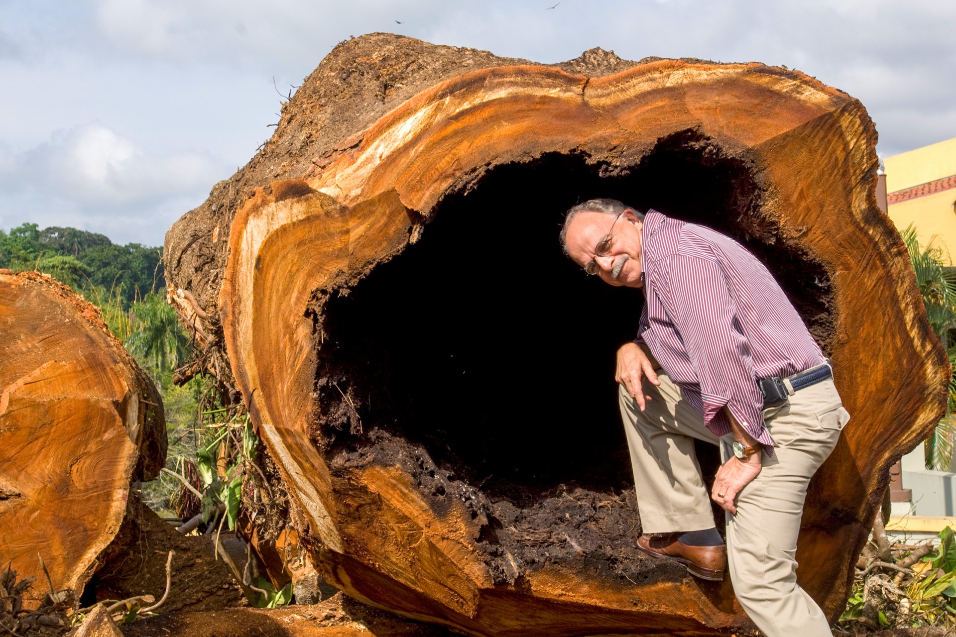 Ira Rubinoff stands inside a section of the felled corotú tree