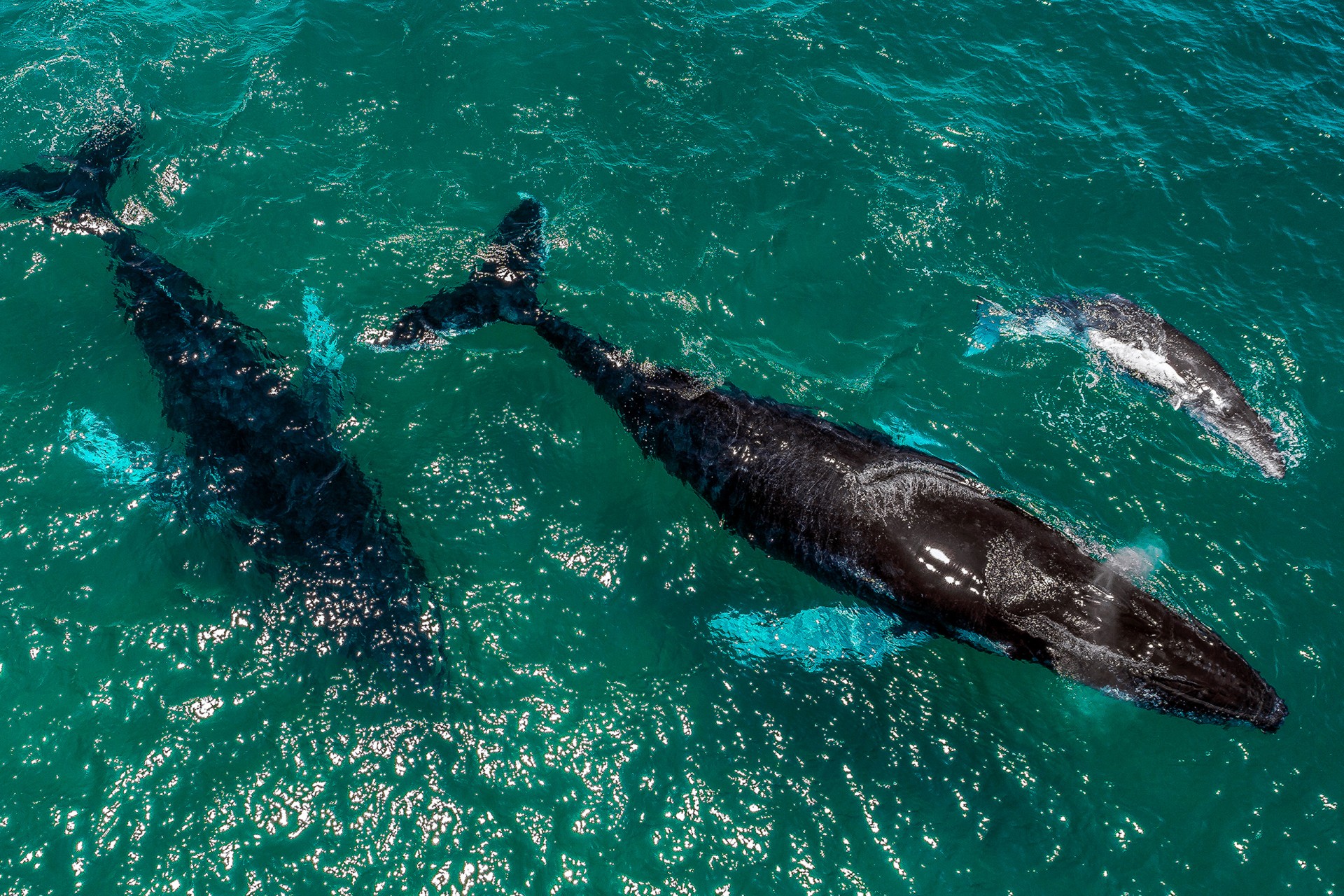 Killer Whales | Smithsonian Tropical Research Institute