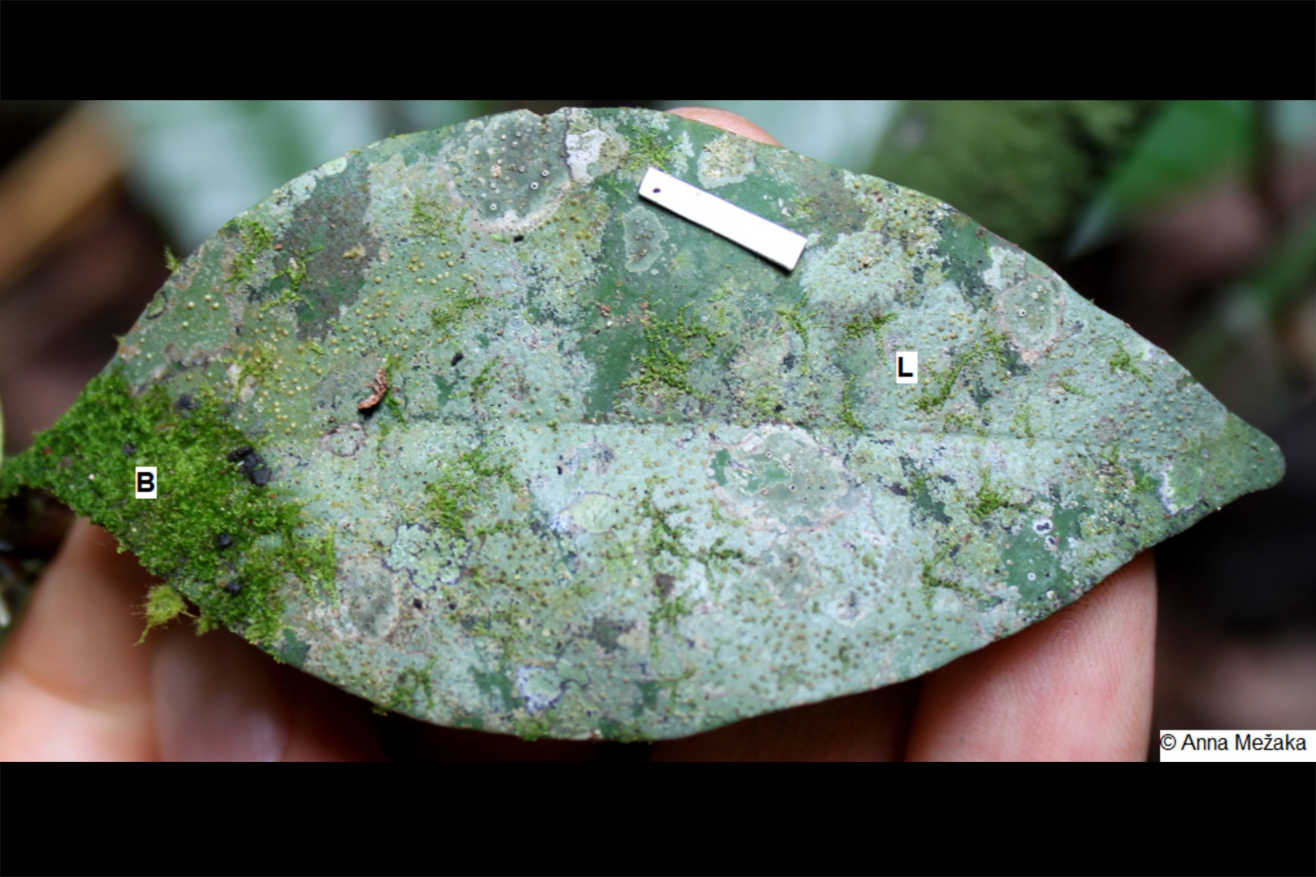 Smithsonian Tropical Research Institute