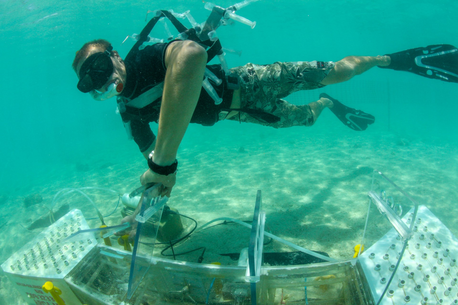 Living coral cover will slow future reef dissolution