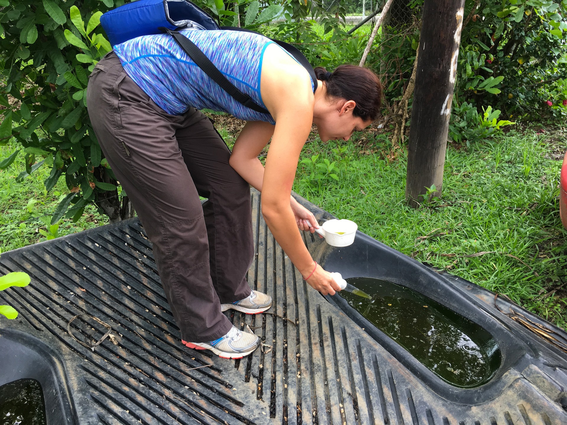 Mosquitoes and Mamallenas