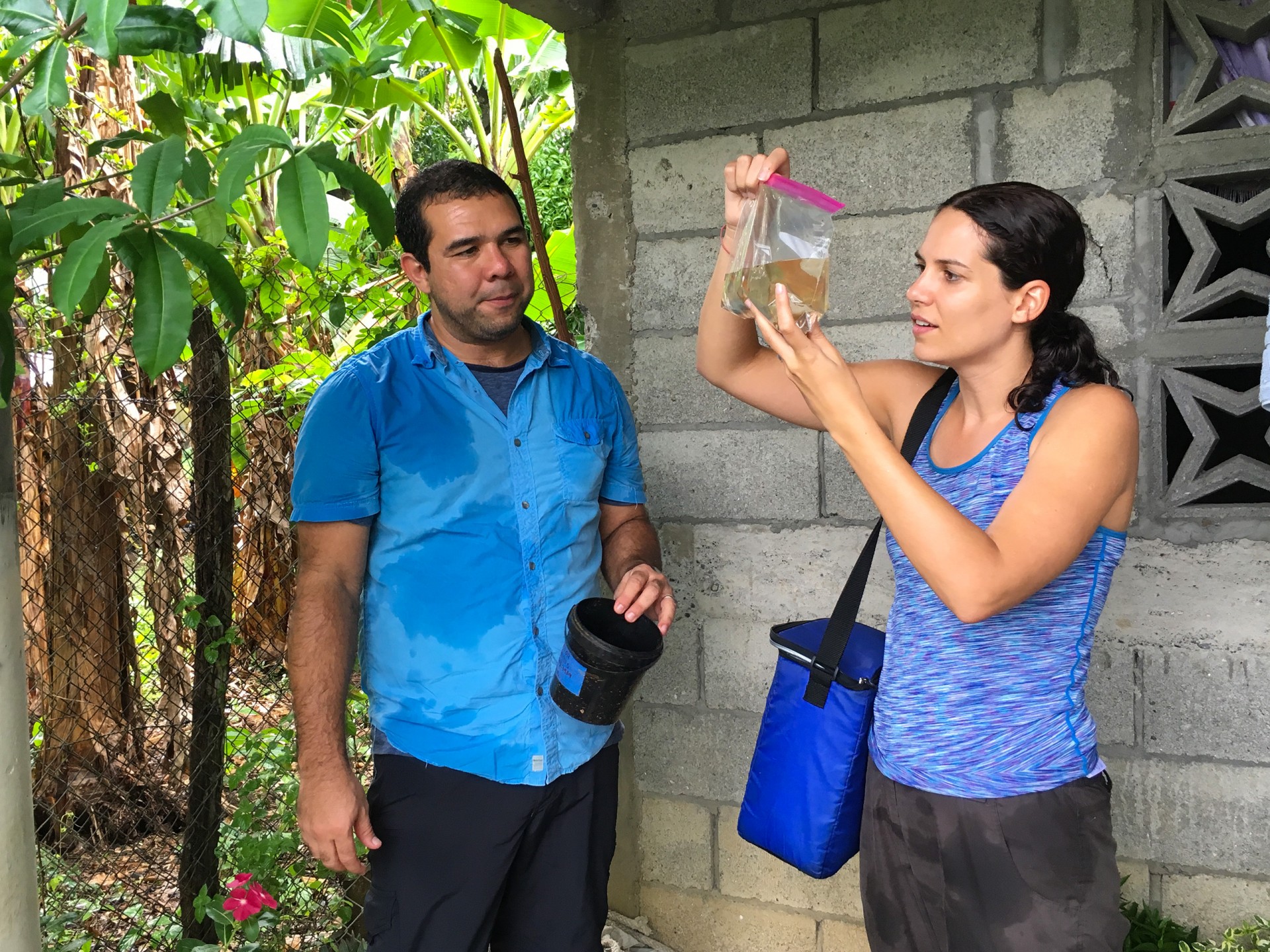 Mosquitoes and Mamallenas