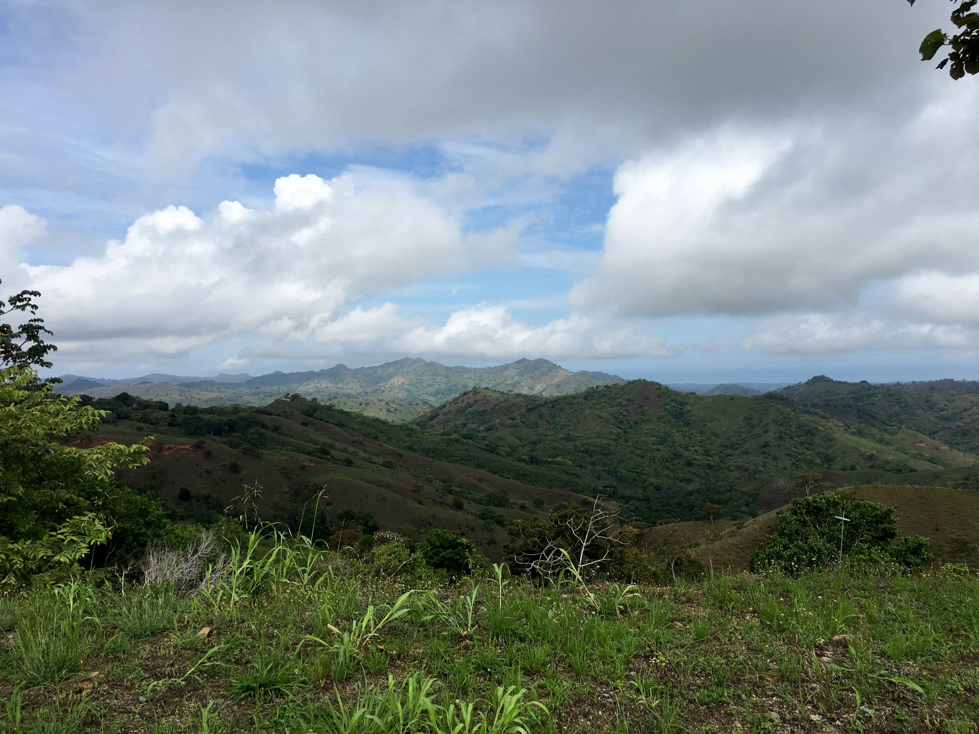 Mosquitoes and Mamallenas