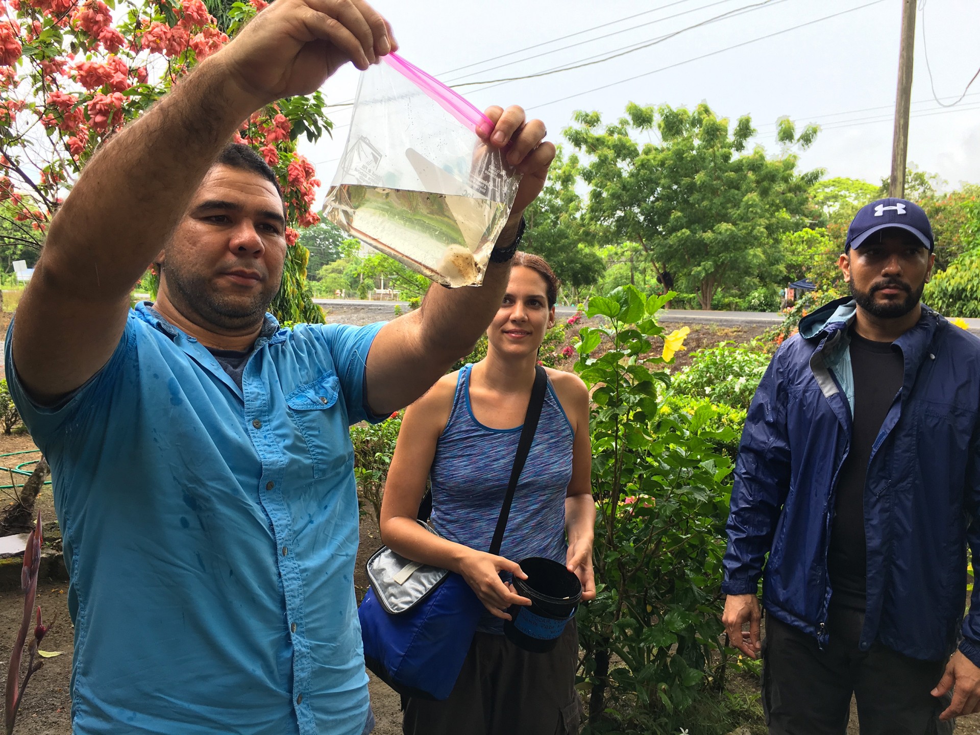 Mosquitoes and Mamallenas