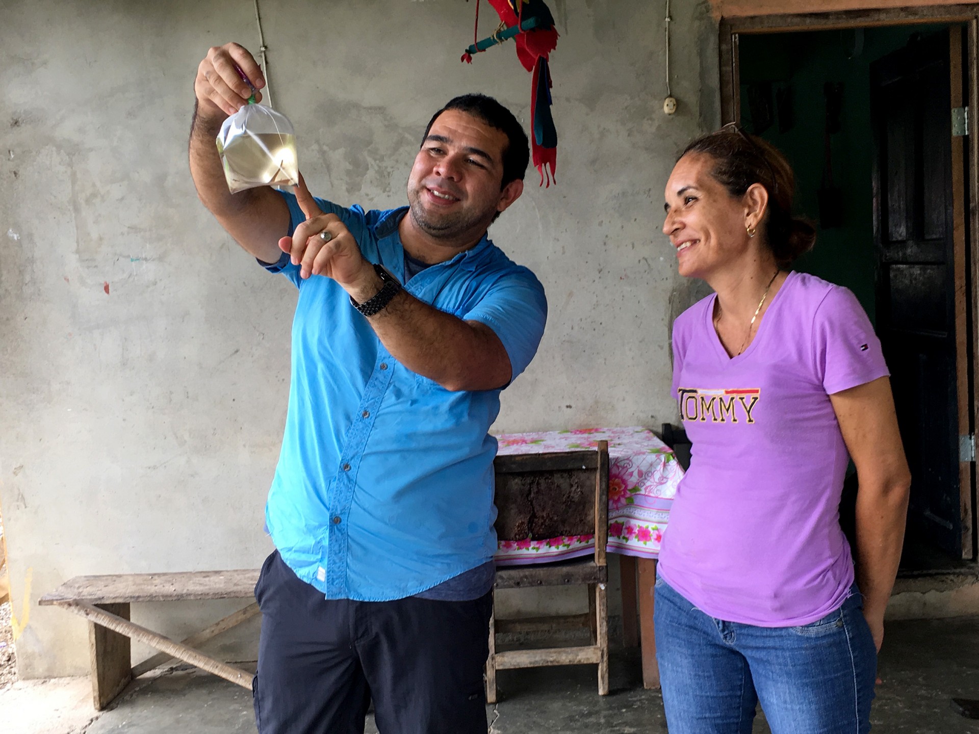 Mosquitoes and Mamallenas