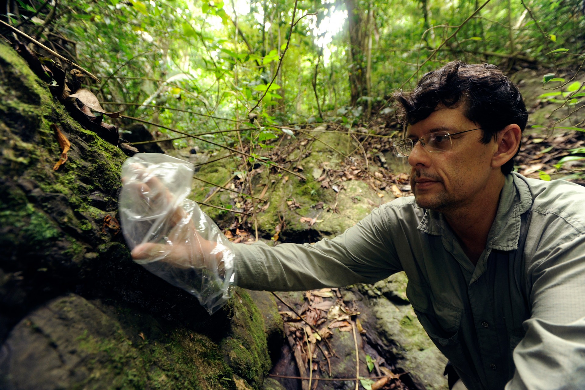 Roberto Ibañez, collecting frogs for captive breeding