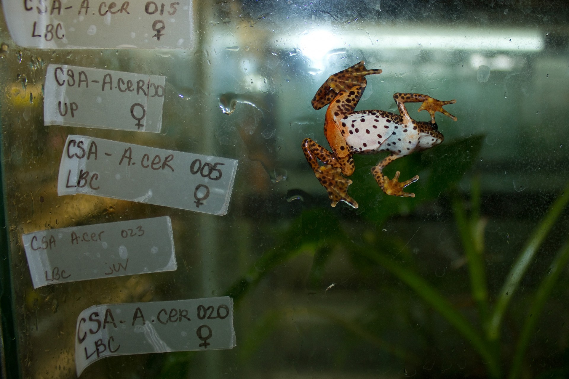 Atelopus certus is another example of a species