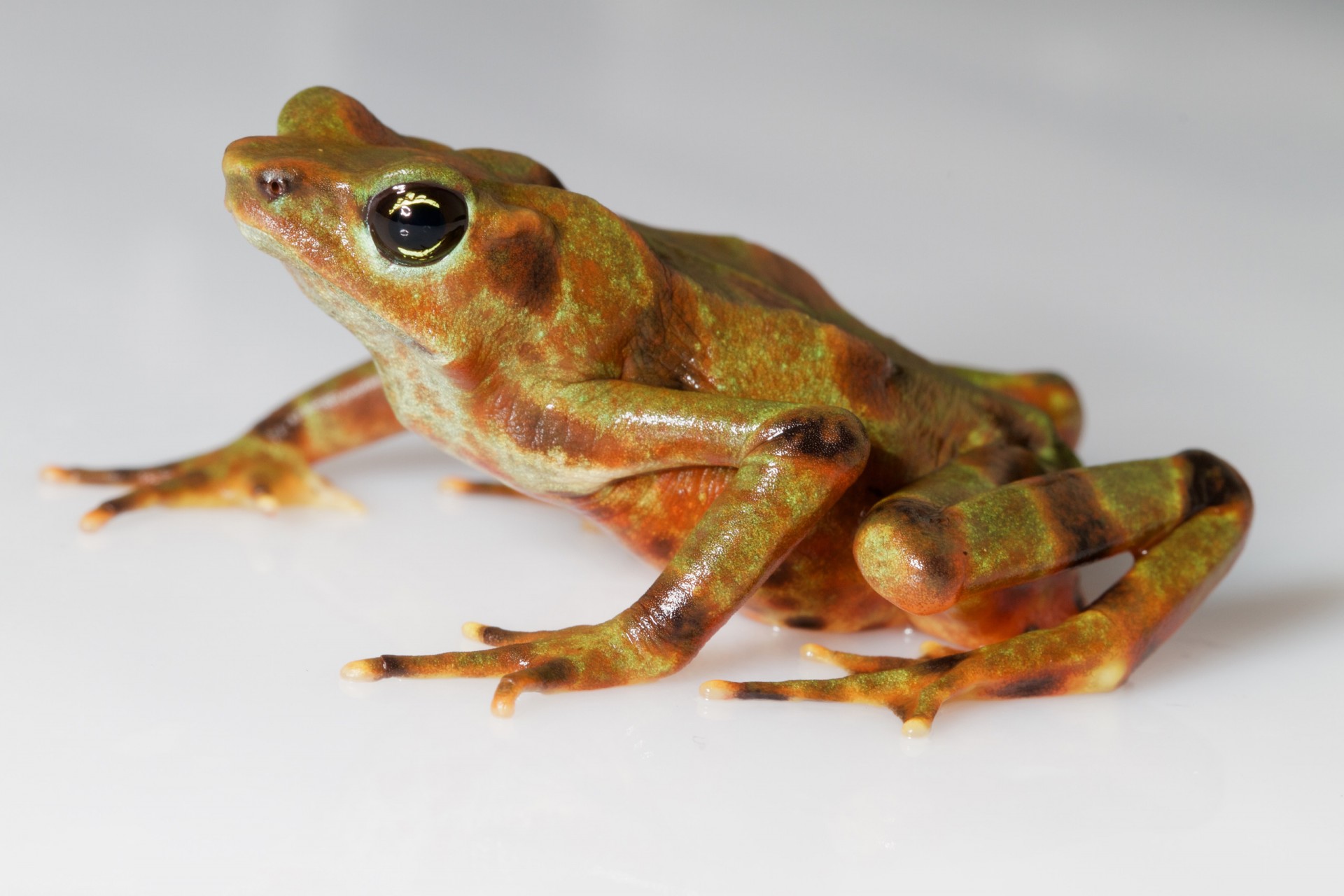 This Panamanian frog demonstrates a very wide range of color patters, thus its name, Atelopus varius