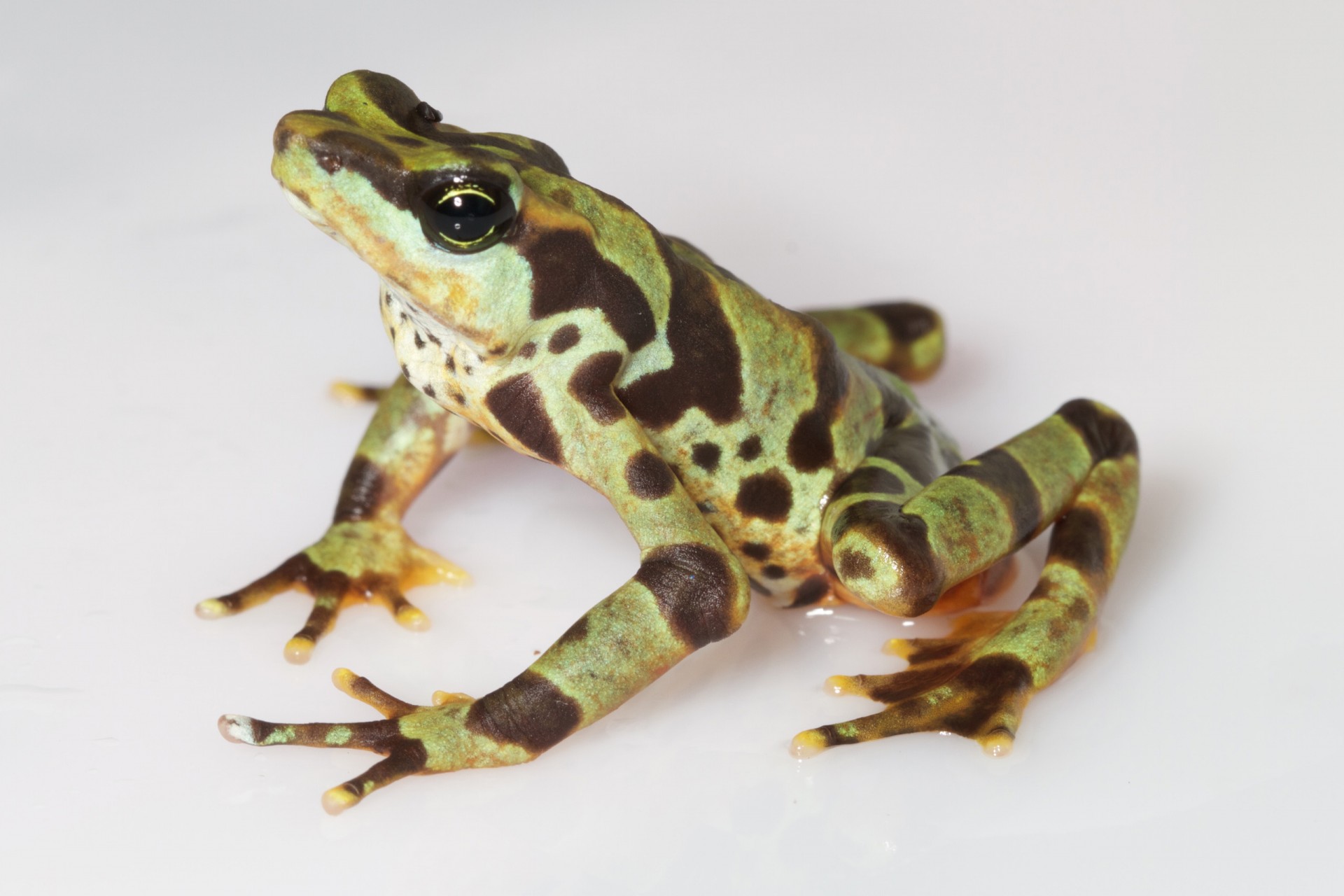 This Panamanian frog demonstrates a very wide range of color patters, thus its name, Atelopus varius