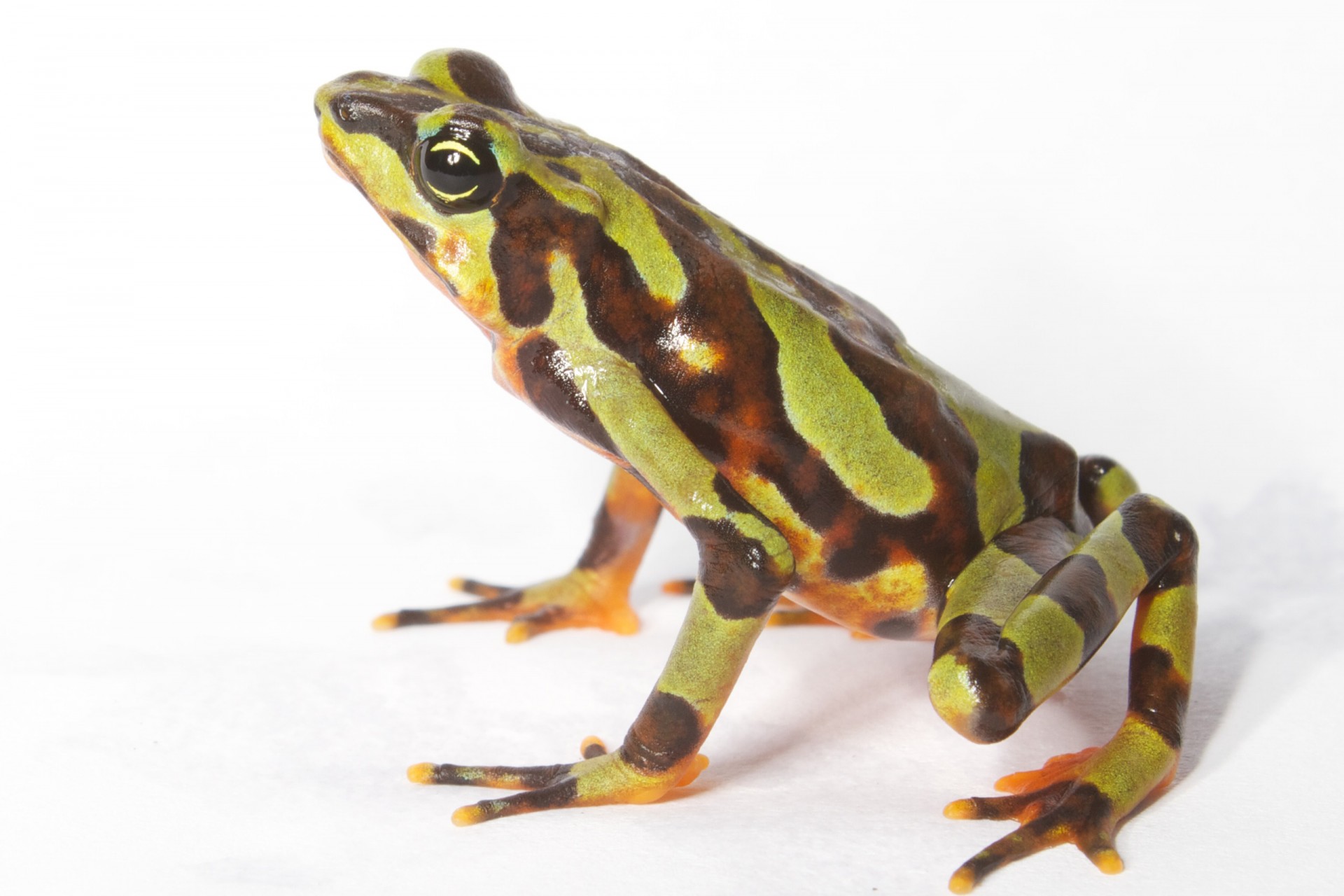 This Panamanian frog demonstrates a very wide range of color patters, thus its name, Atelopus varius