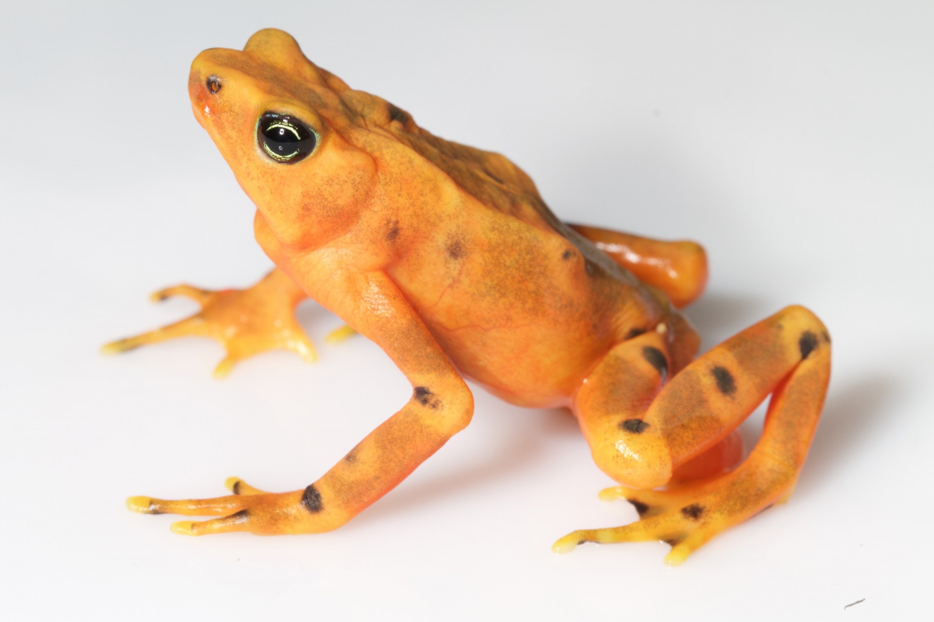 This Panamanian frog demonstrates a very wide range of color patters, thus its name, Atelopus varius