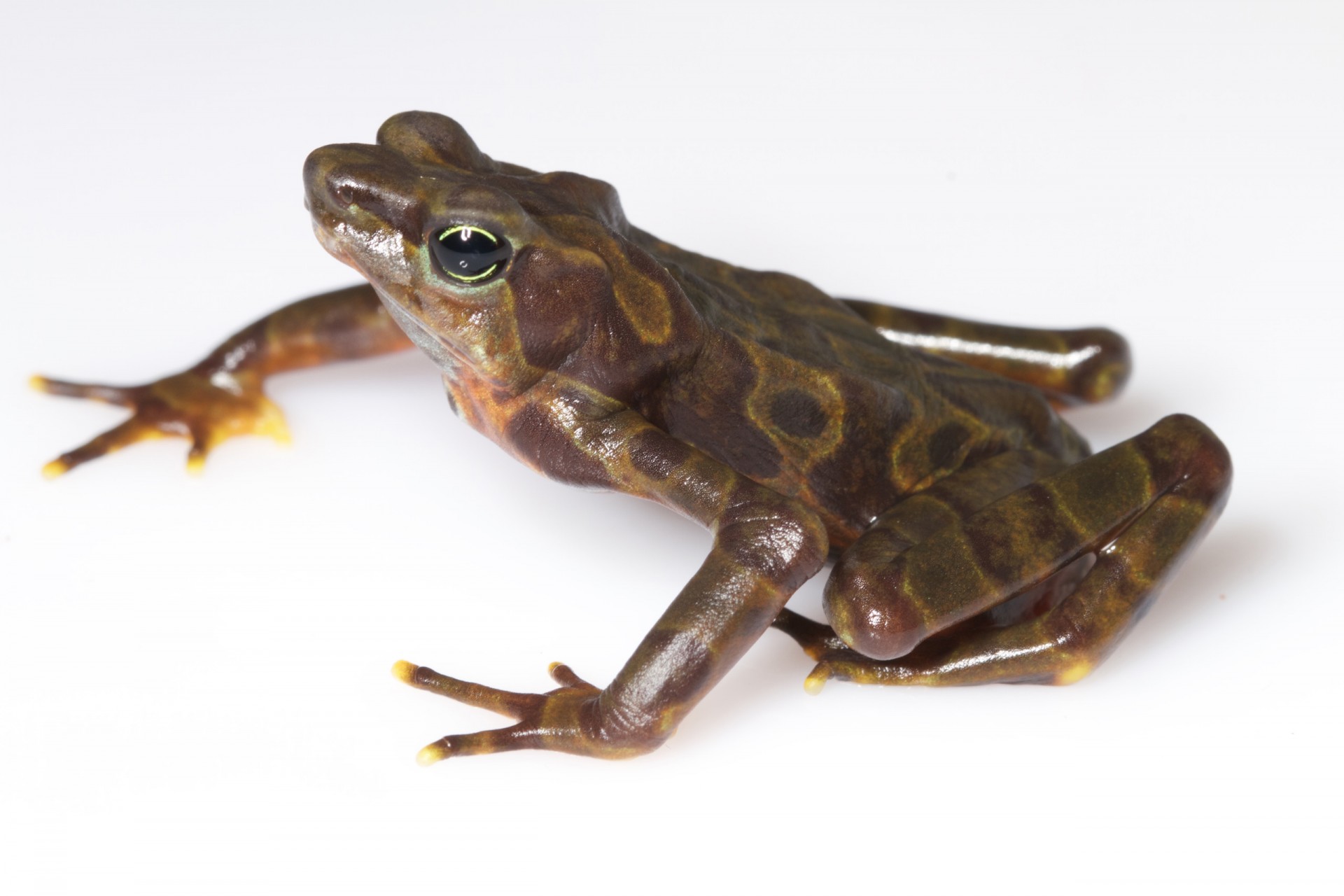 This Panamanian frog demonstrates a very wide range of color patters, thus its name, Atelopus varius