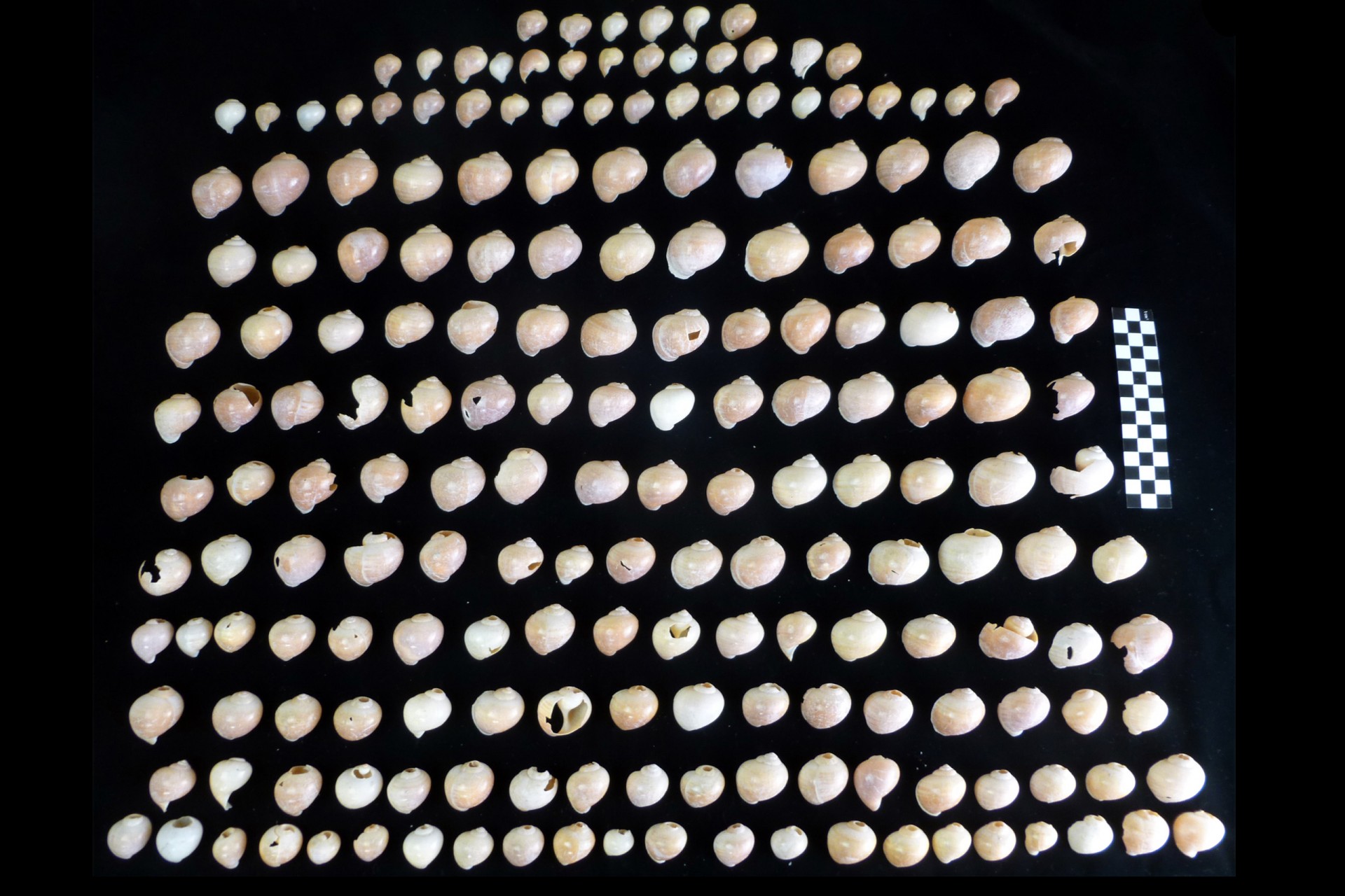 Smithsonian Tropical Research Institute