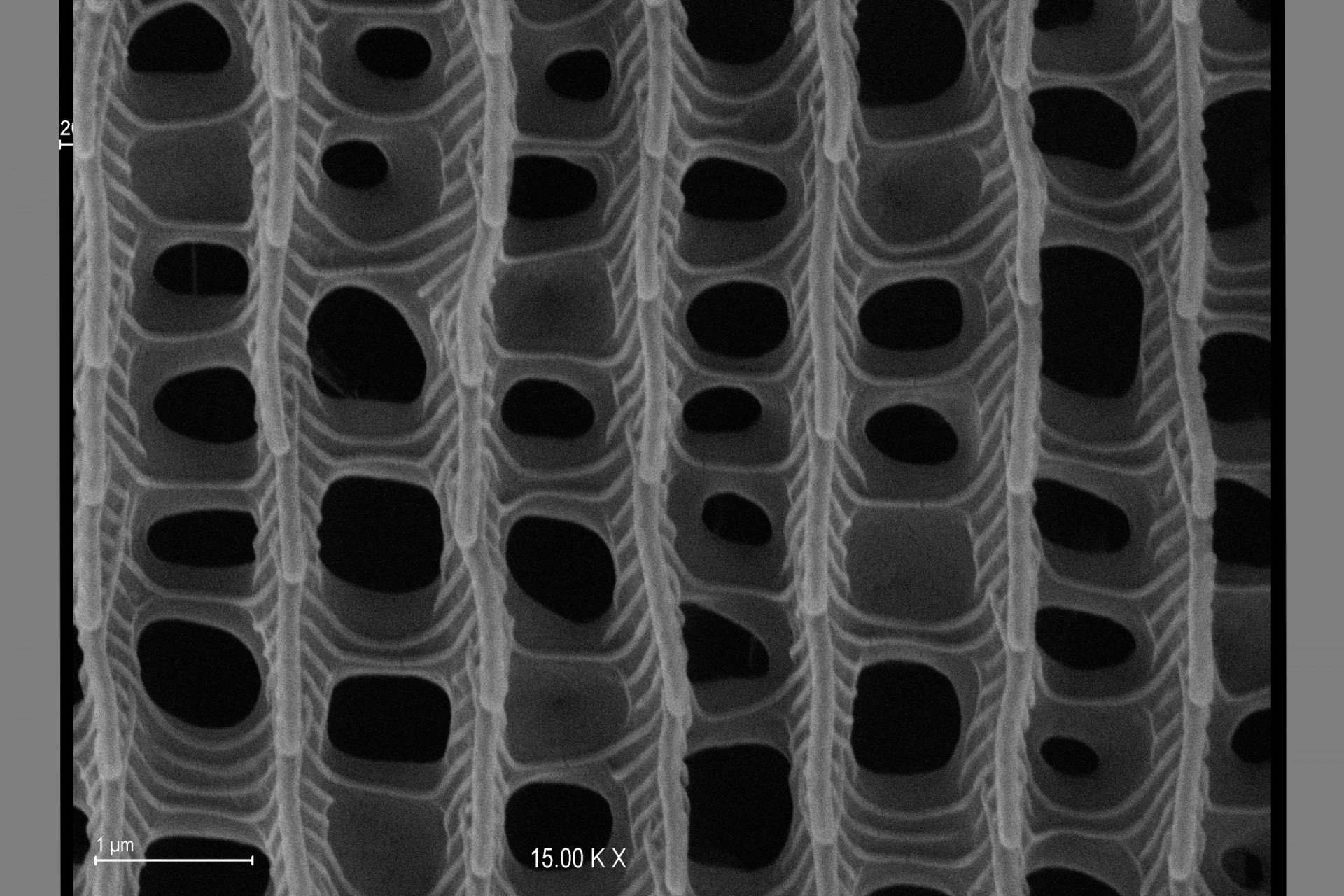 Confocal Microscopy