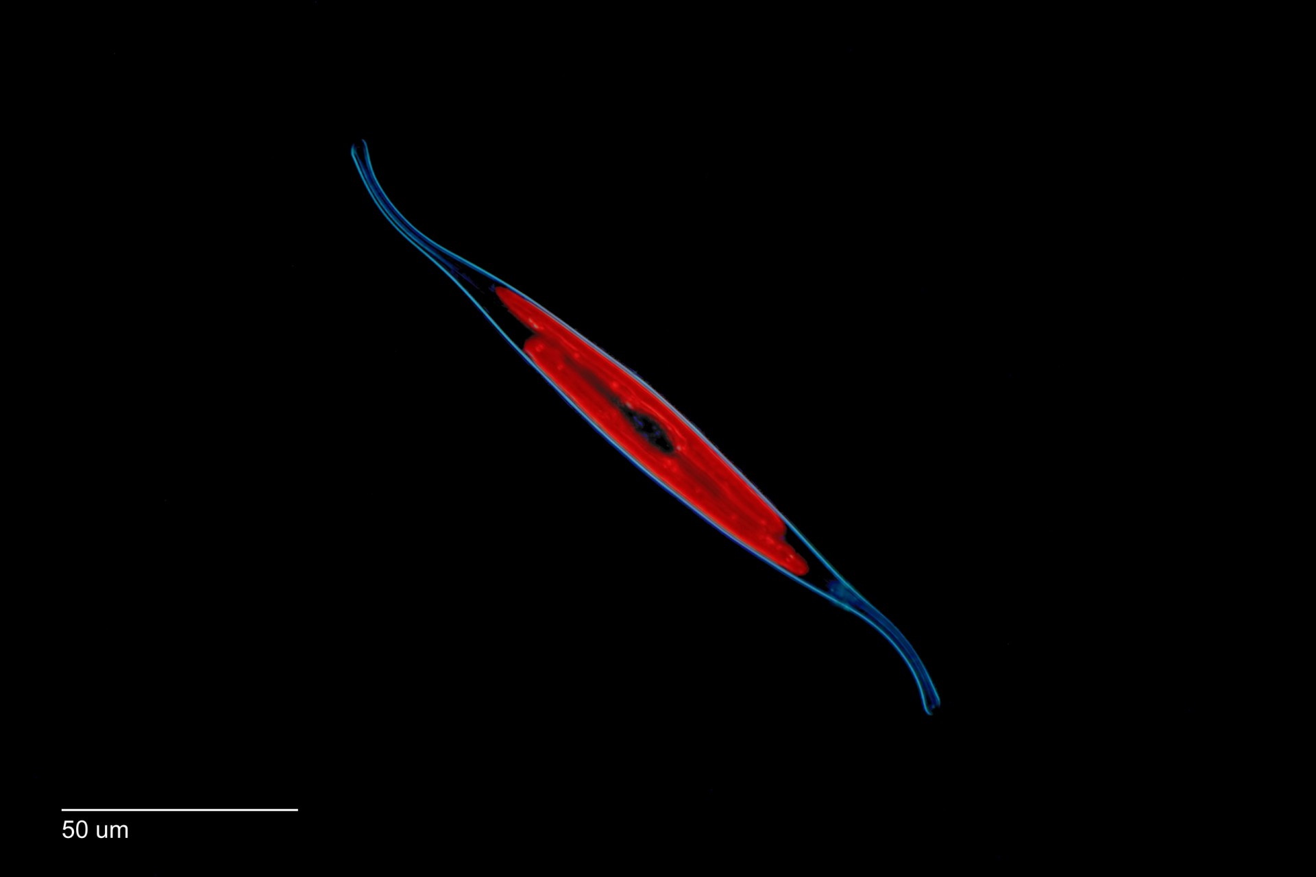 might_micro_slideshow