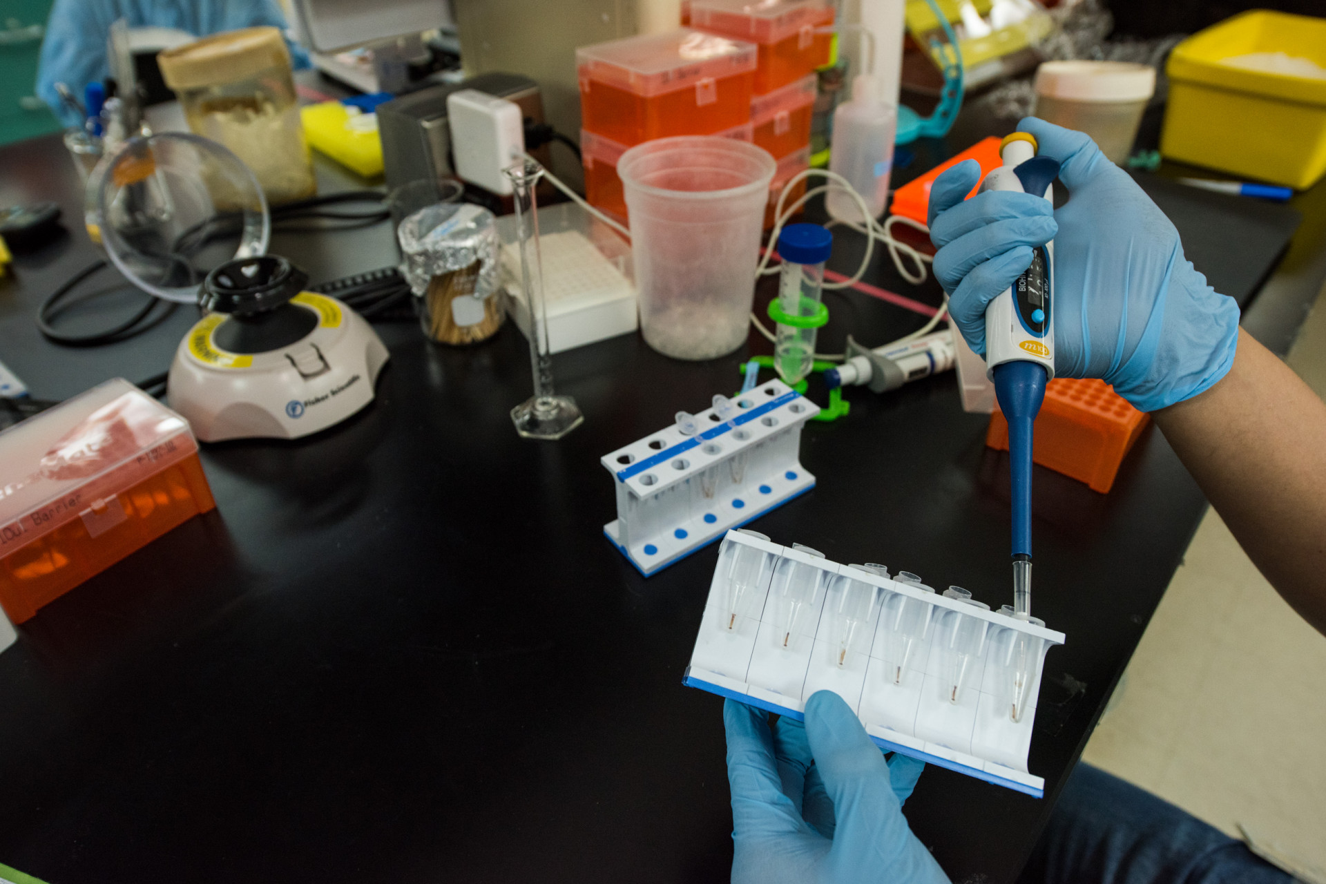 Molecular Lab | Smithsonian Tropical Research Institute